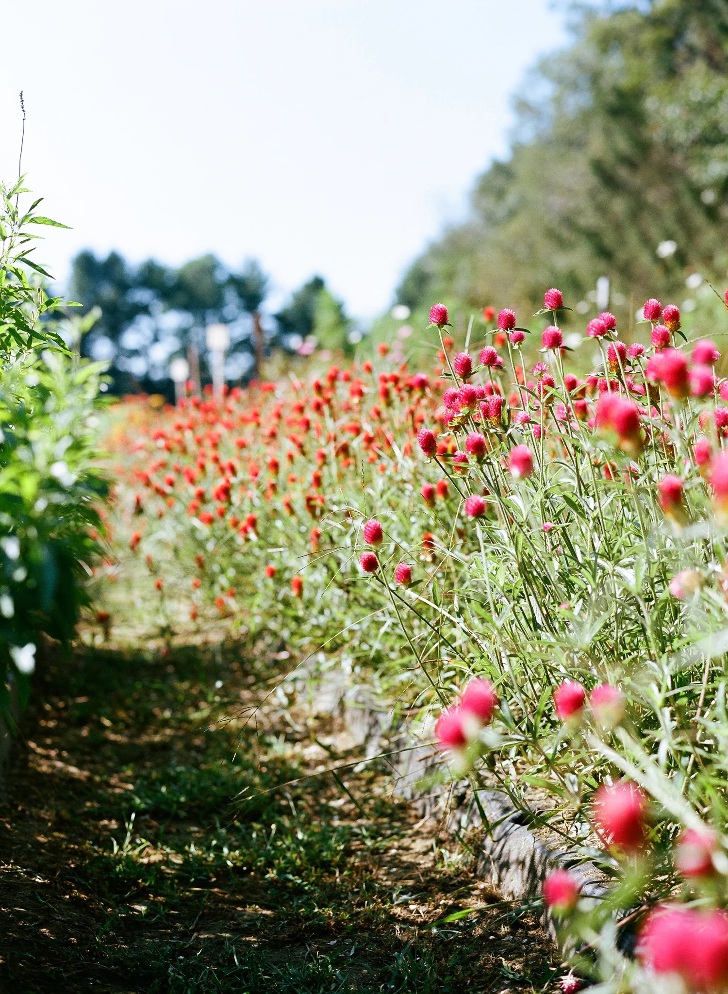 16-vermont-wildflowers.jpg