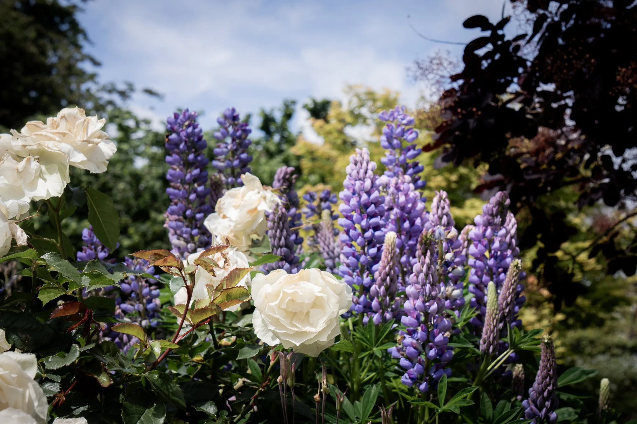 Flowers-BrettaButterfly-Photos_4.jpg