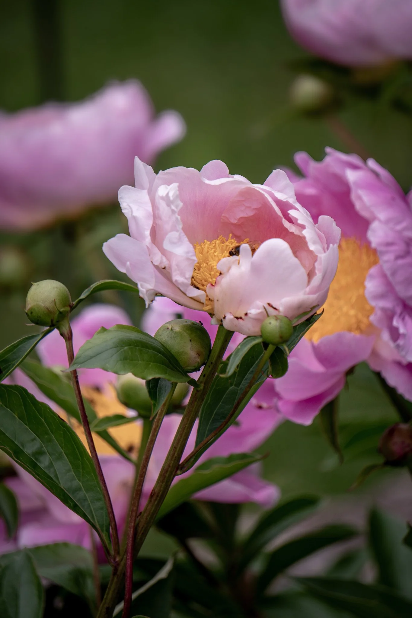 Flowers-BrettaButterfly-Photography_7.jpg