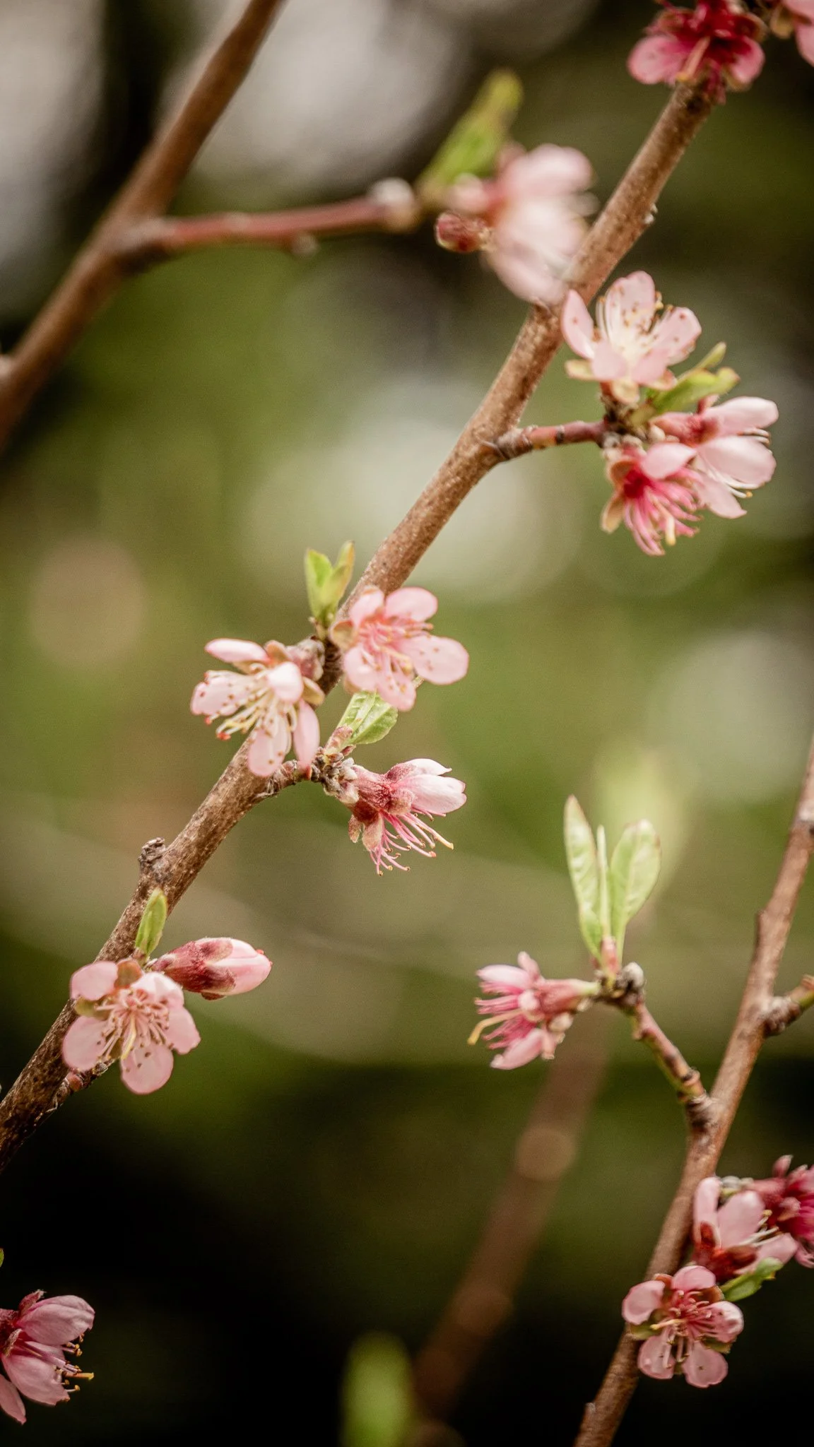 2024_FarmFlowers_BrettaButterfly_19.jpg