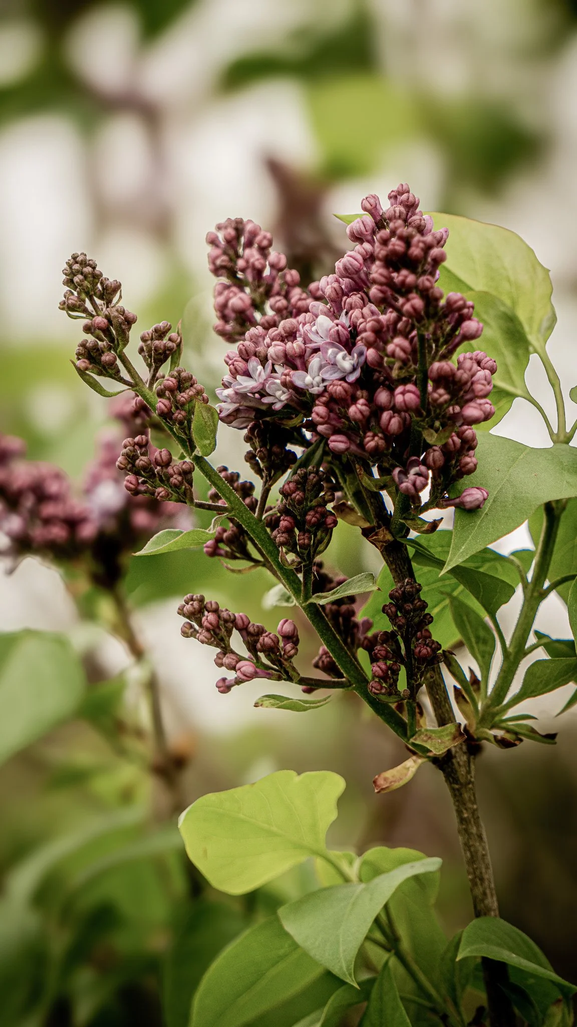 2024_FarmFlowers_BrettaButterfly_18.jpg