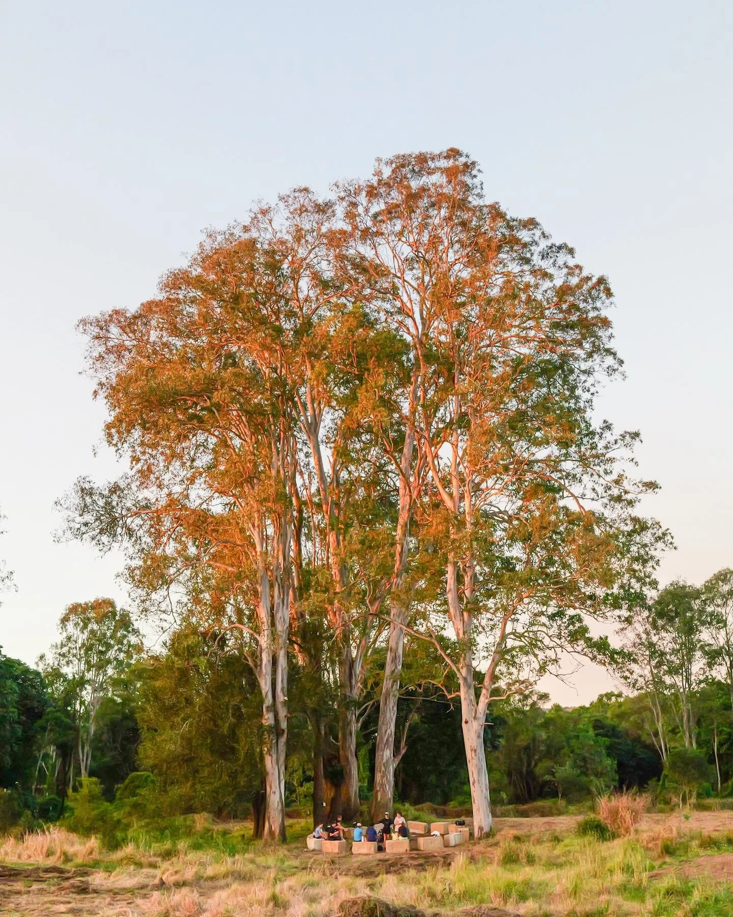 Discover the beauty of our Tamborine site! From misty, picturesque mornings to unforgettable sunsets, this place is something special. We know you&rsquo;re going to love it. 💚

To find out more about our amazing programs and sites check out the link