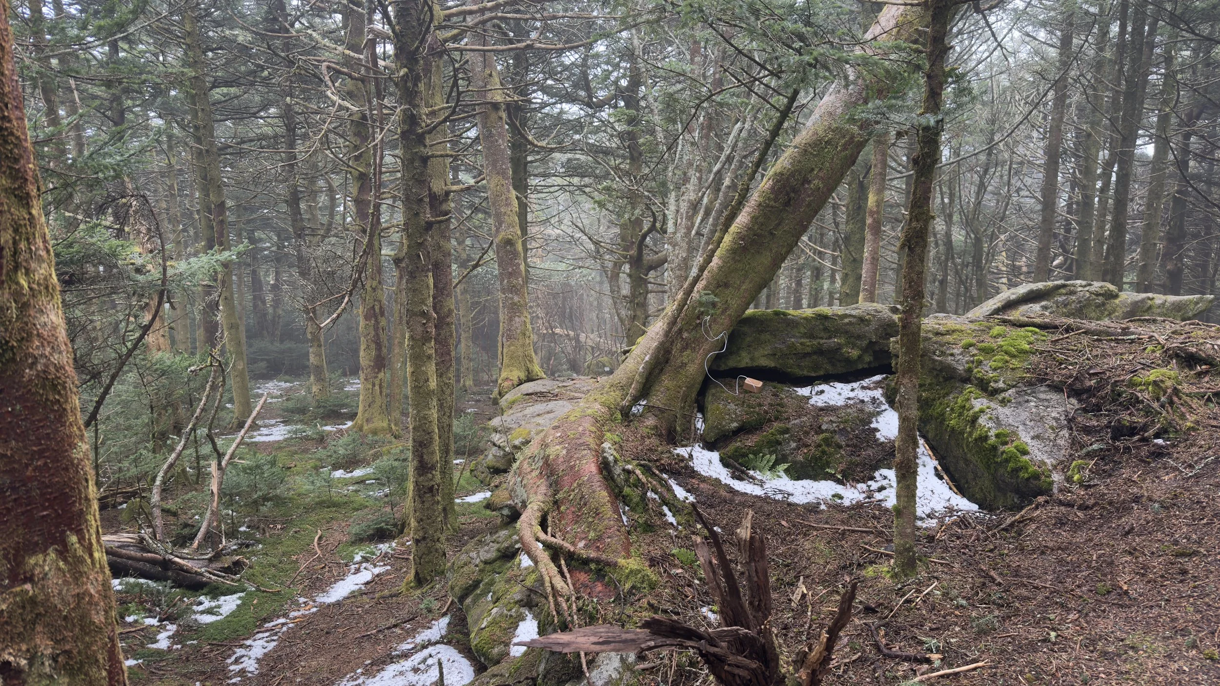 Roan Mountain NC, recording an Fraser Fir tree with Floraphonics using a plantwave