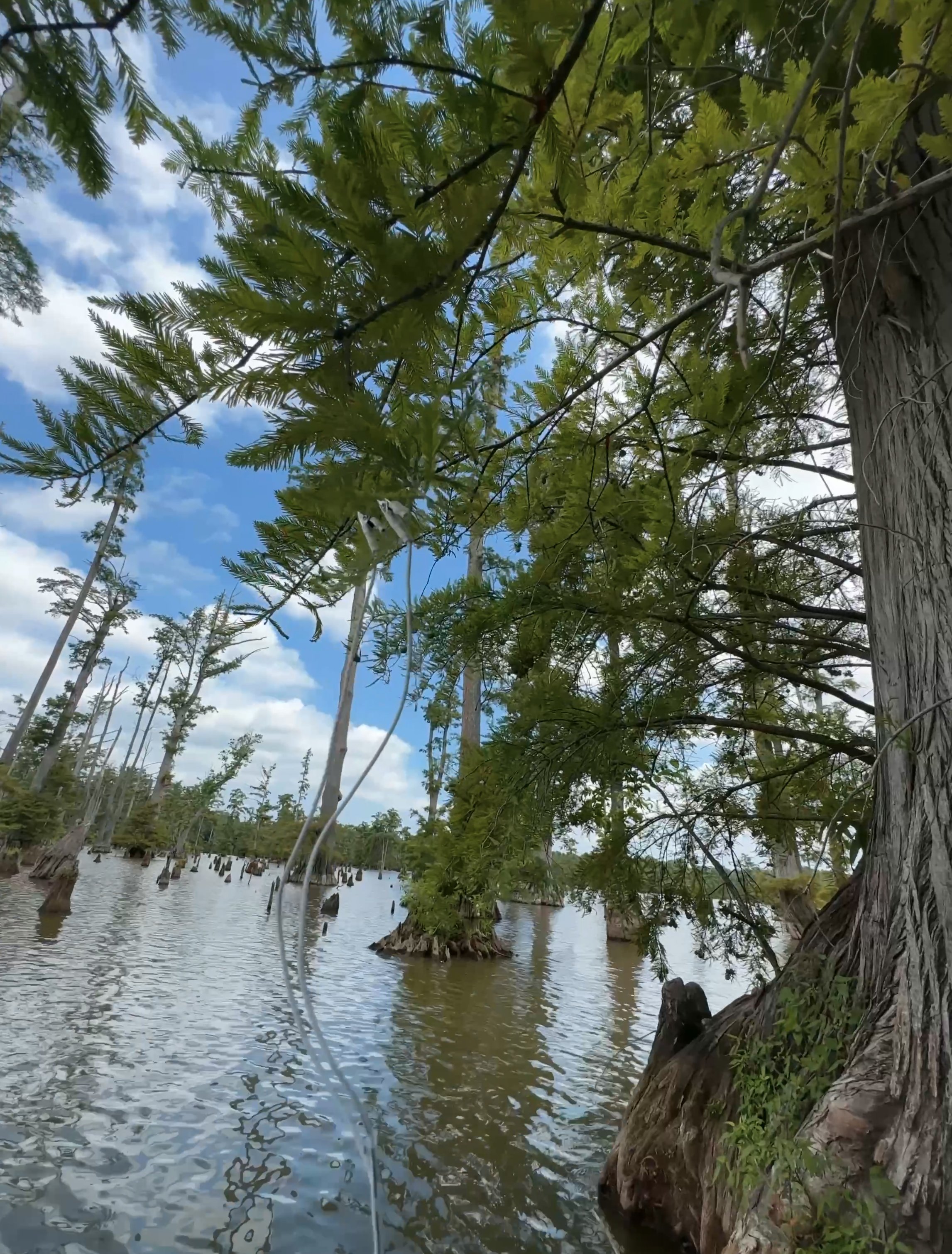 Recording an ancient cypress tree near the Mississippi River in Illinois with Floraphonics using a plantwave