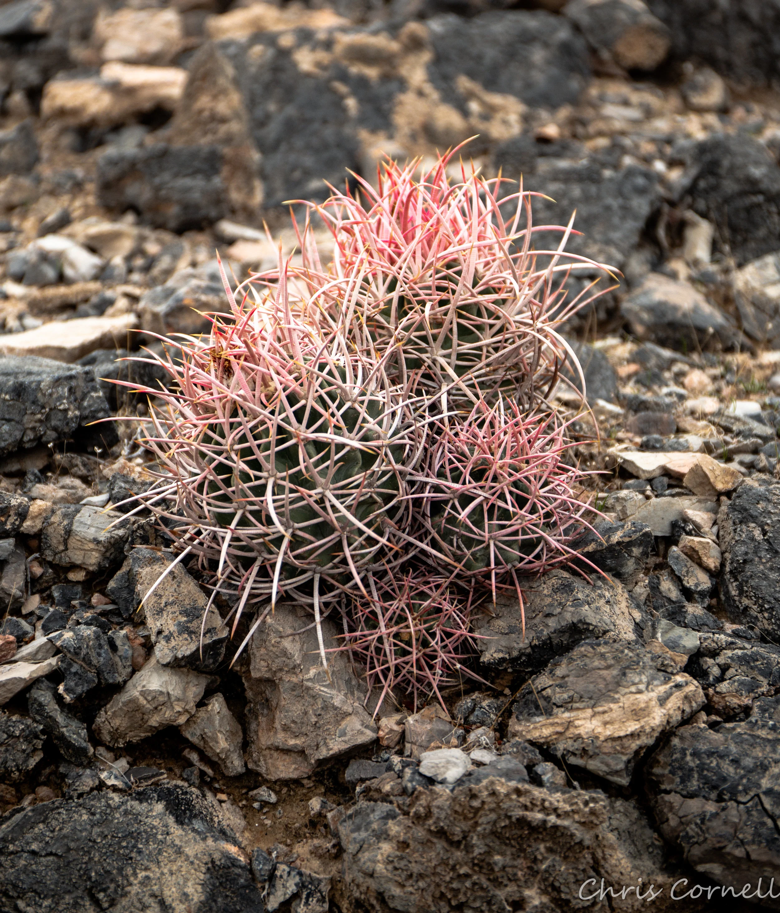 Death Valley 2019 (10 of 1)-36.jpg