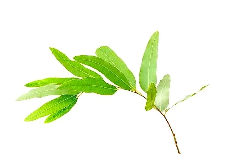 gumleaves%2Bgrey%2Bbackground.jpg
