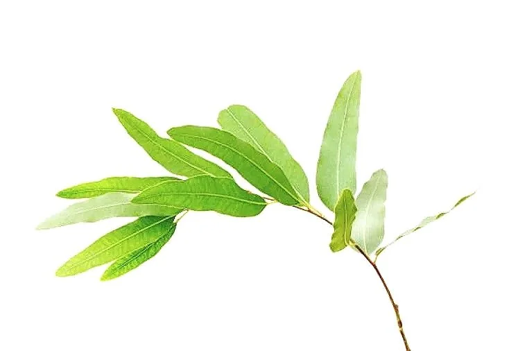 gumleaves+grey+background.jpg