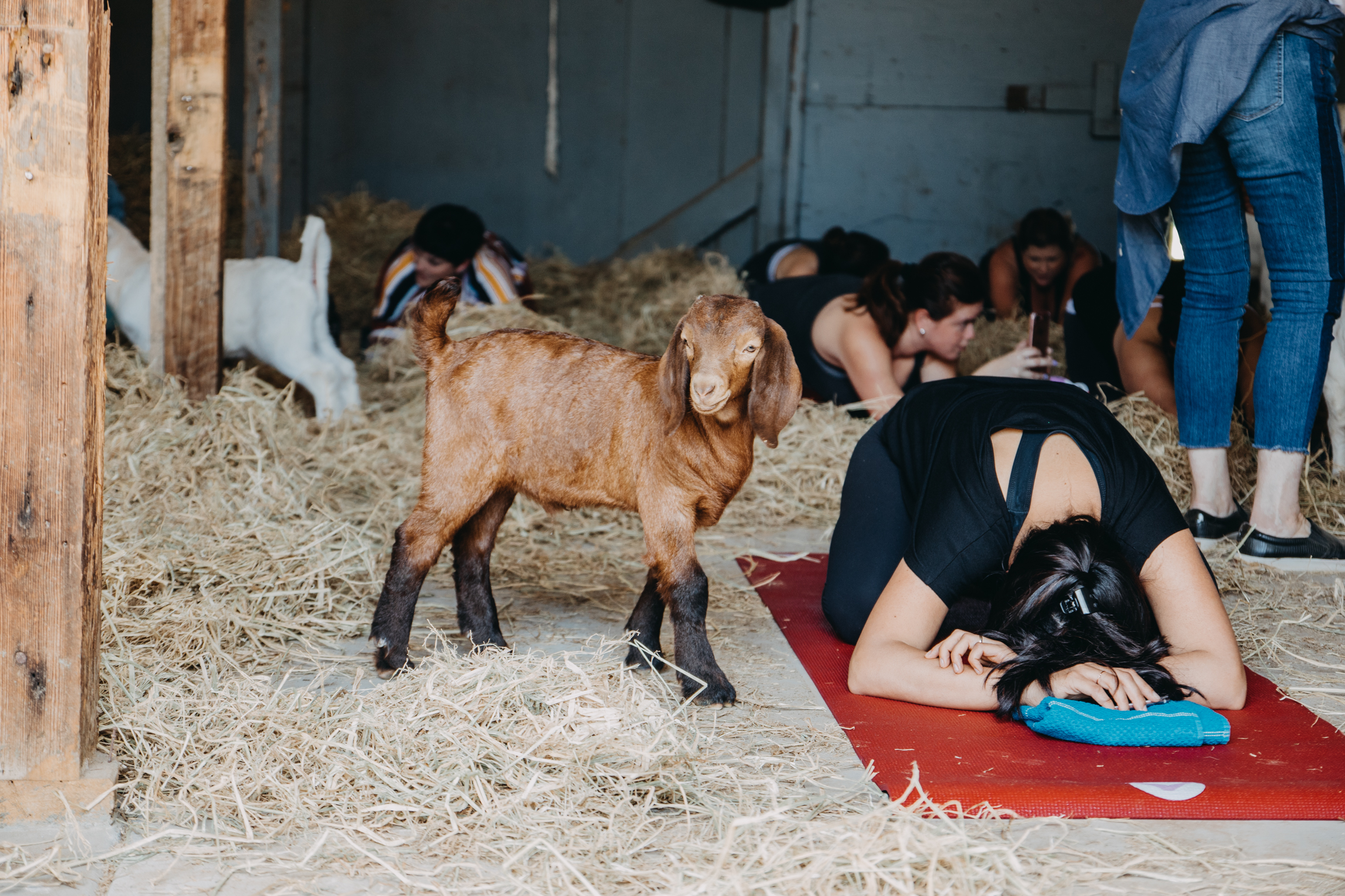 Goat Yoga (18 of 40).jpg