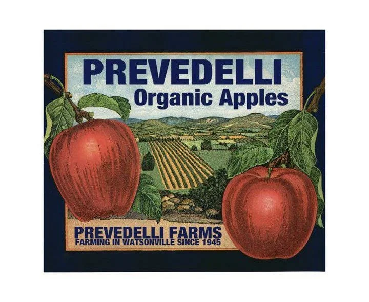 Copy of Prevedelli Logo