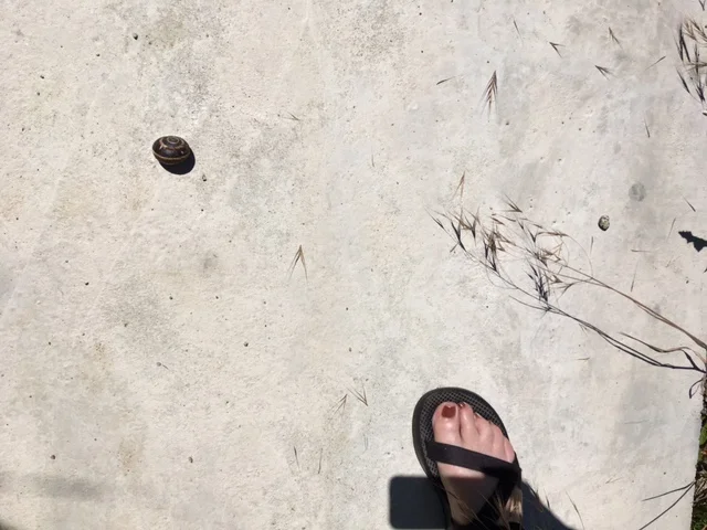 Snail habitat Agios Nikolaus, 2019