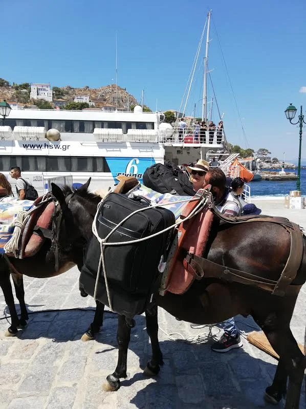 Touring, arriving in hydra no cars, from ferry to mule for the tortoctopus