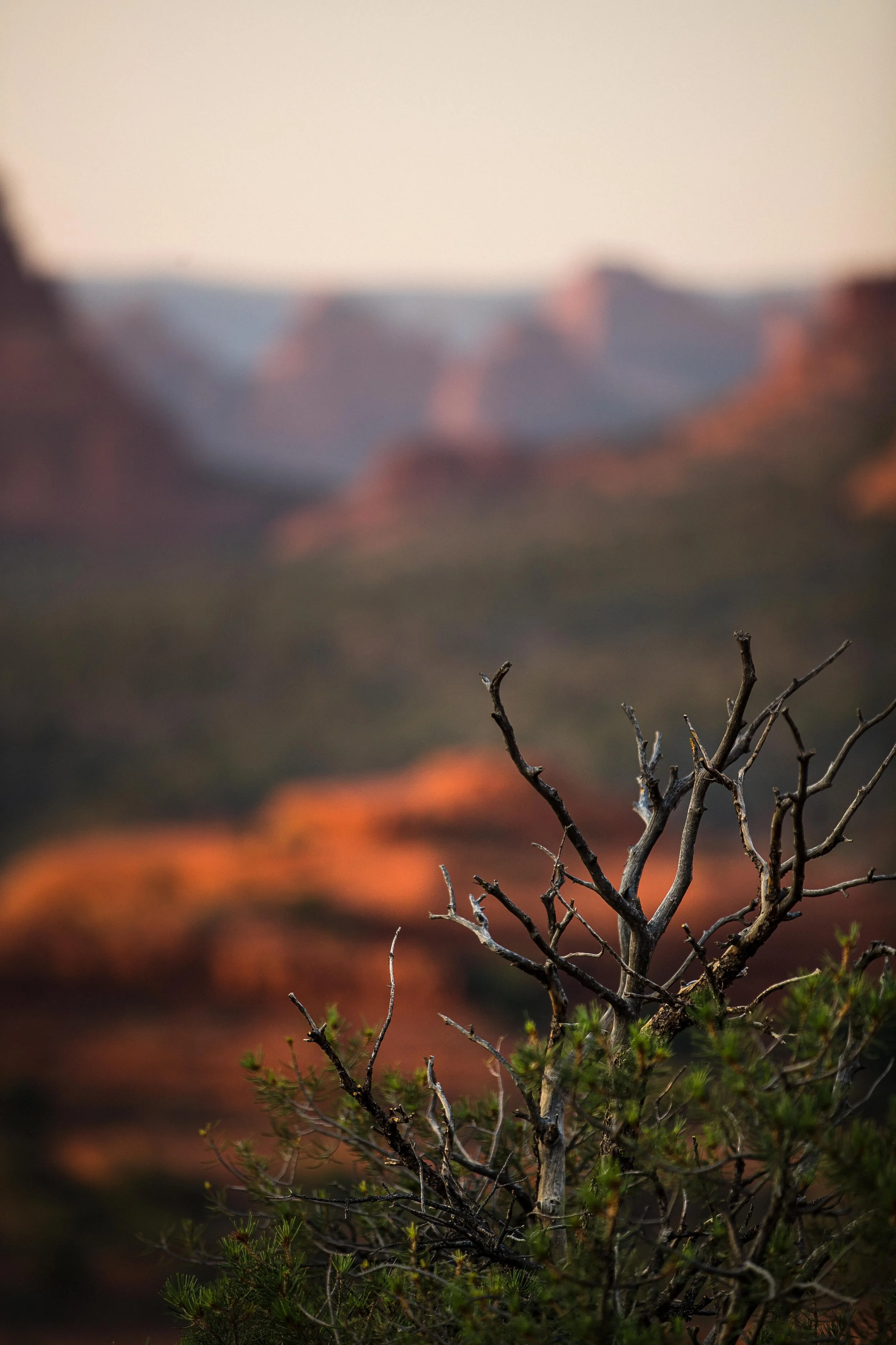 Northern Phoenix-5.jpg