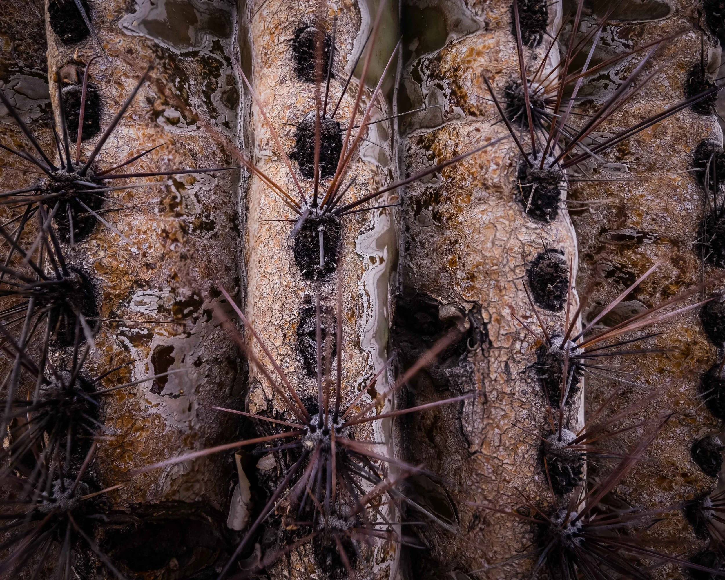 Cactus-1.jpg