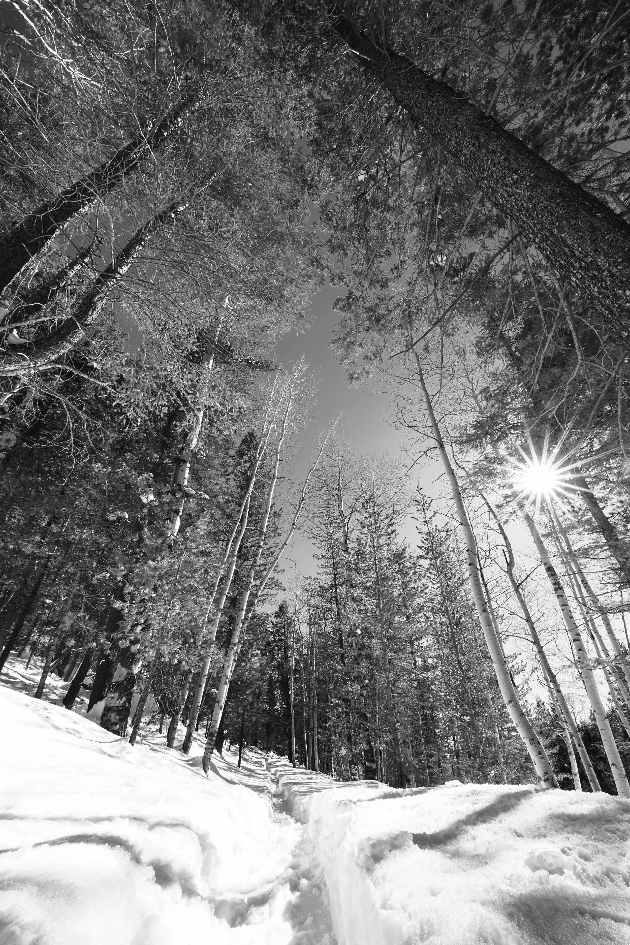 Snowy Trail