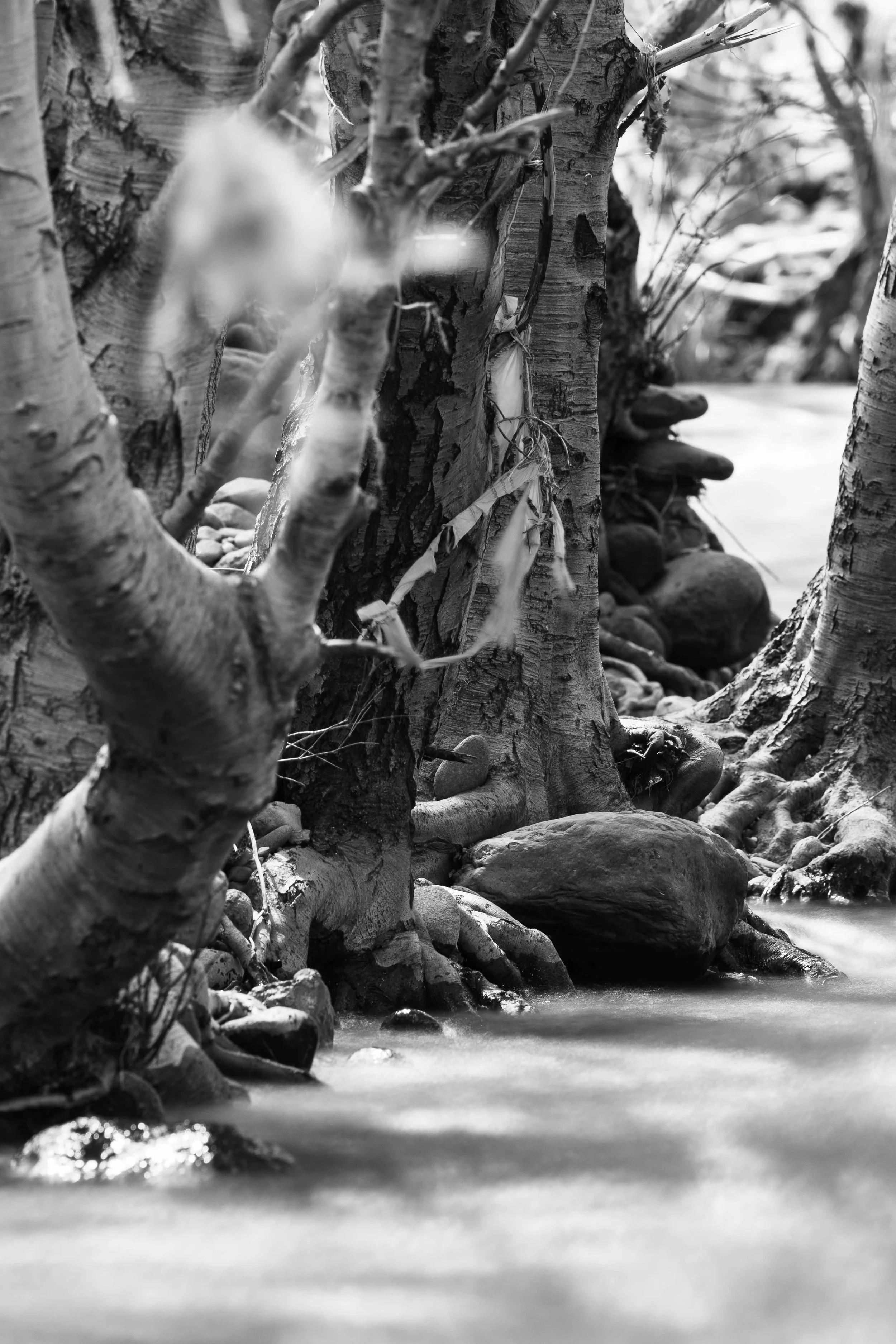 The Rivers Edge