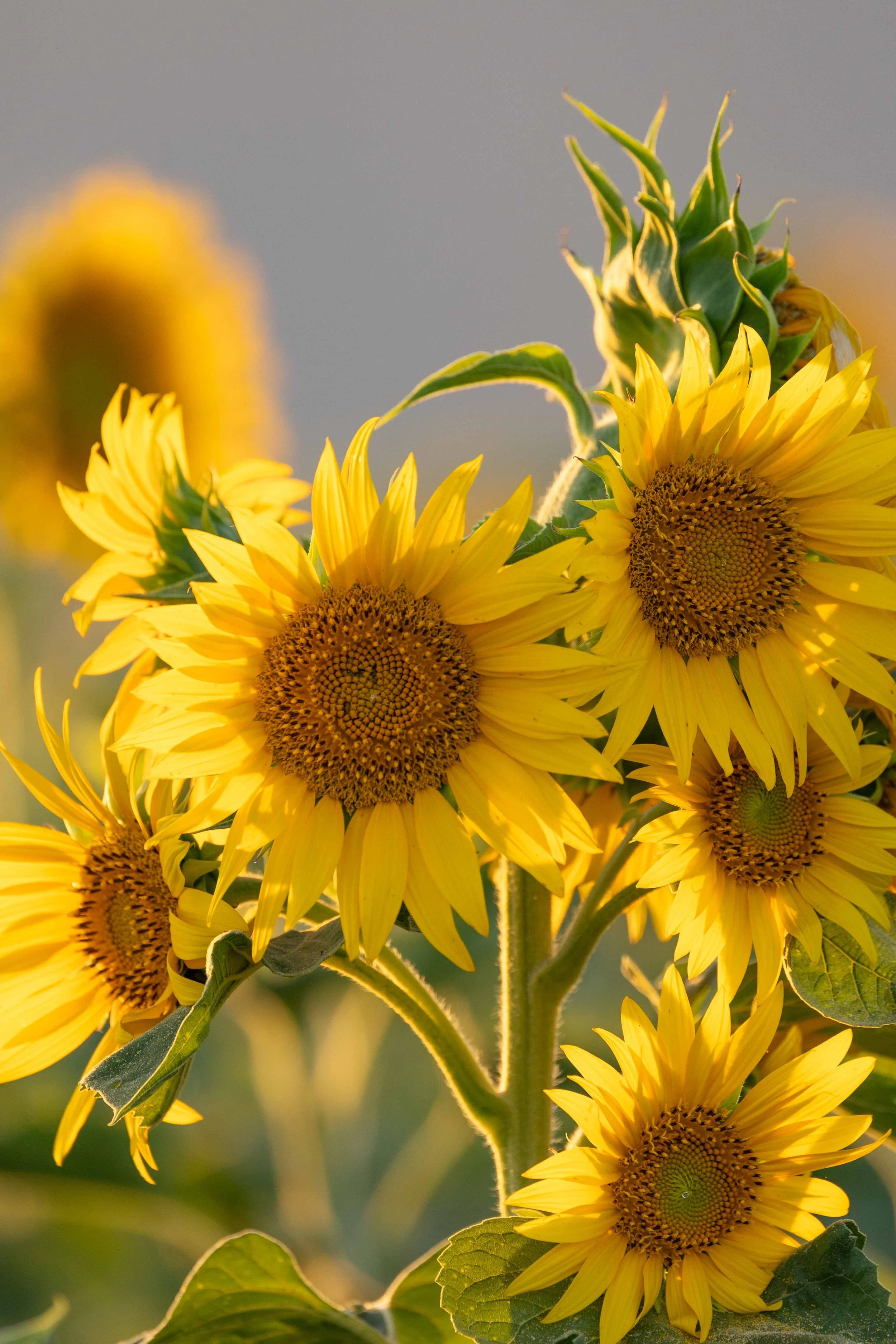 Flowers-20.jpg