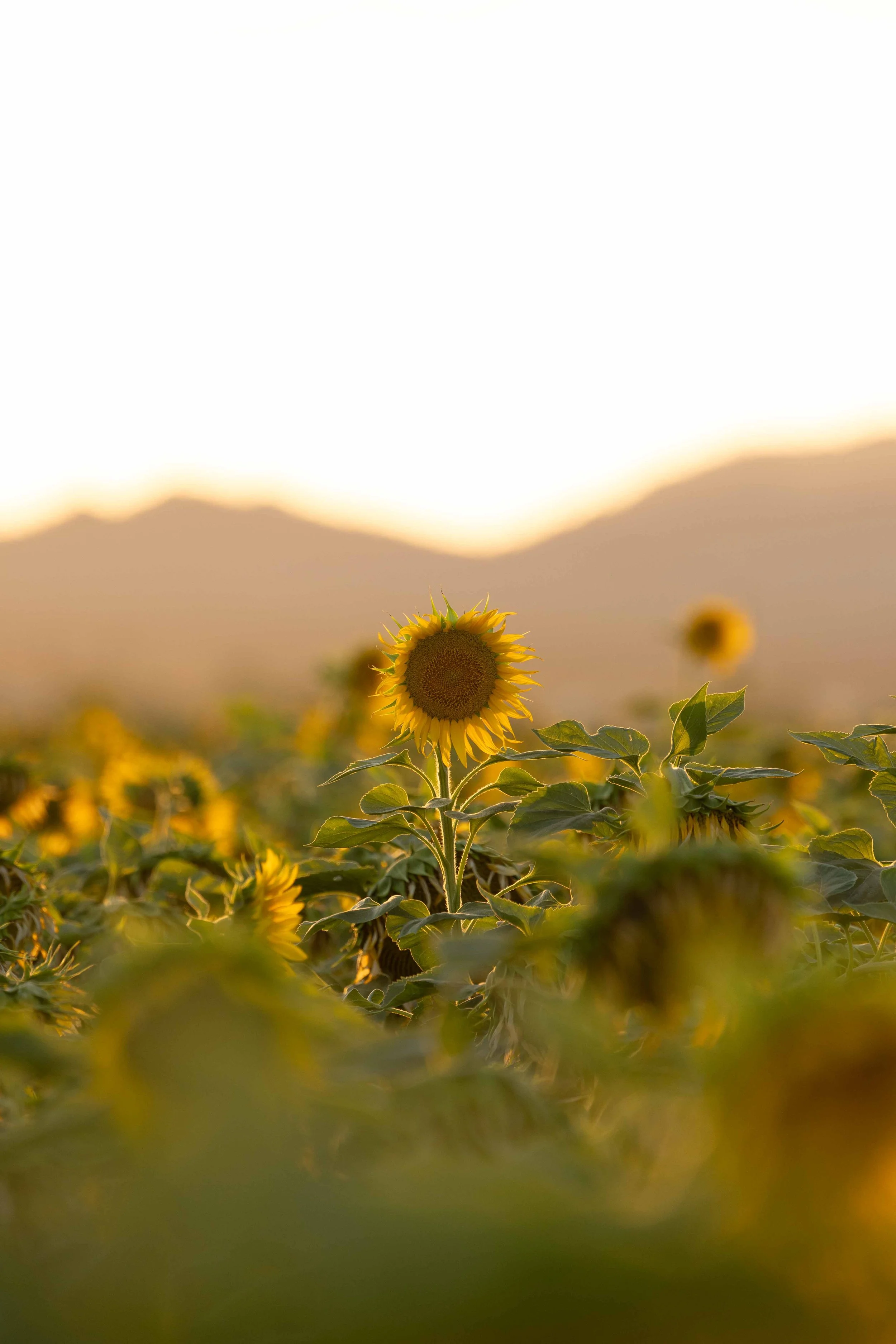 Flowers-19.jpg