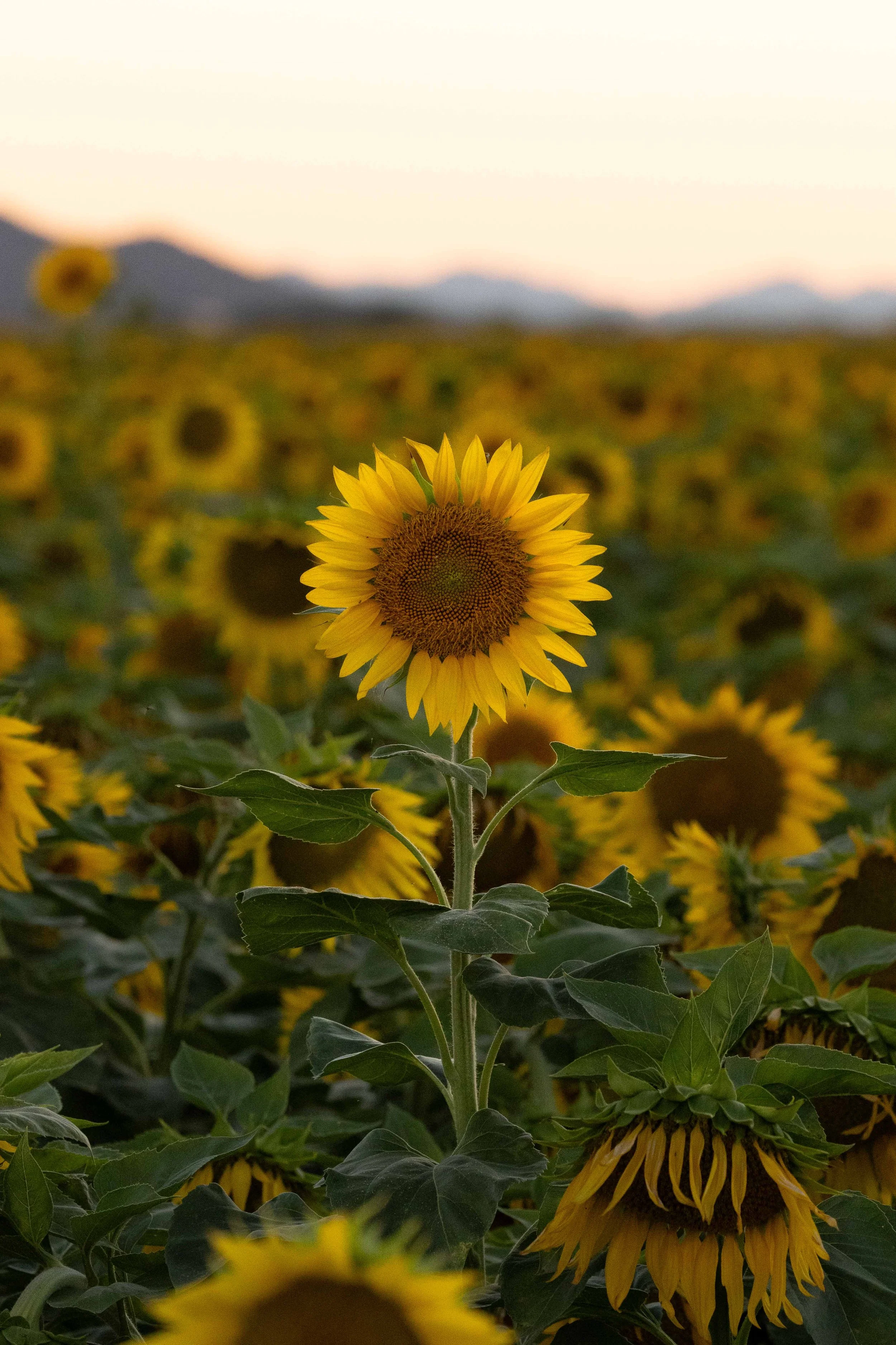 Flowers-11.jpg