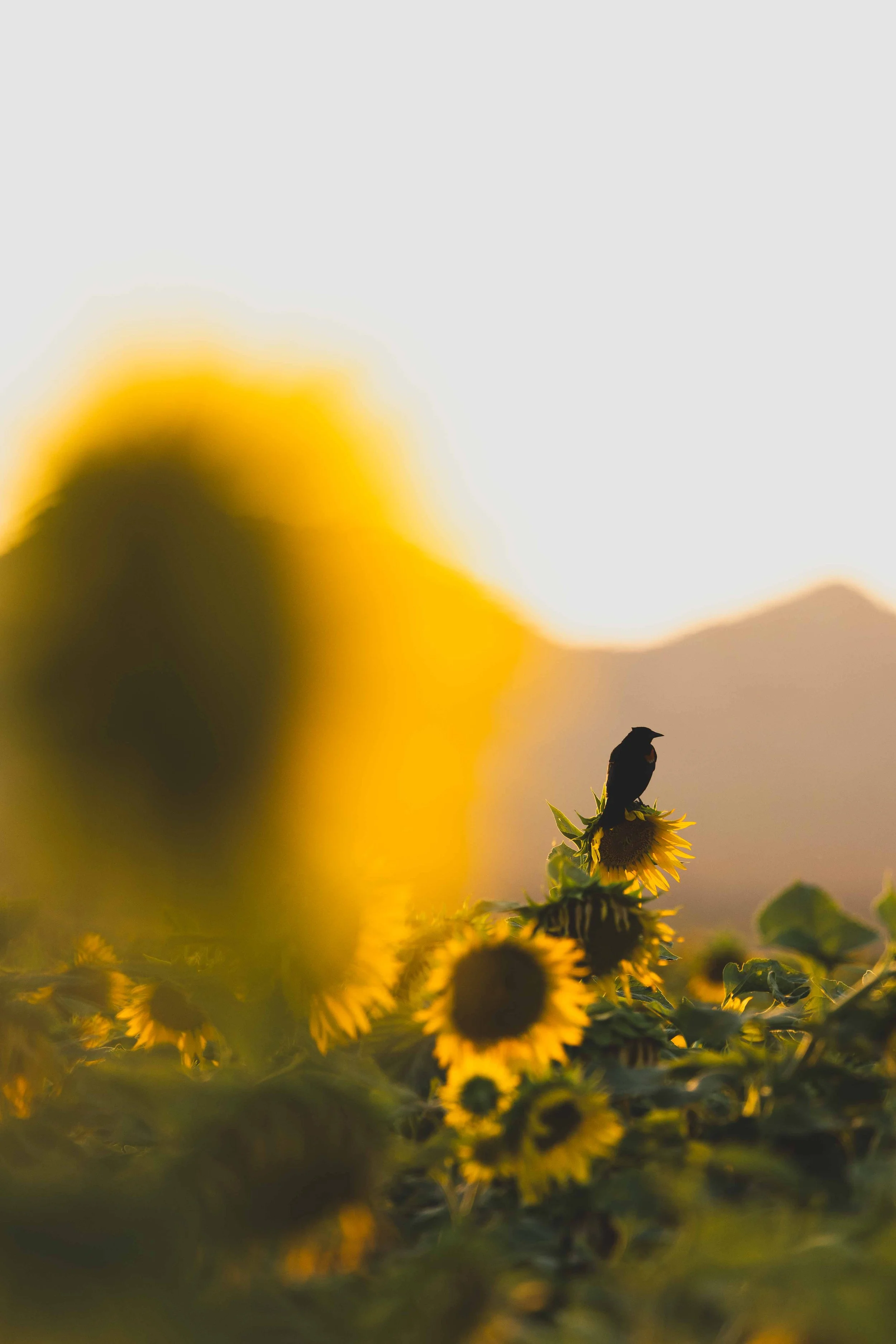 Flowers-18.jpg