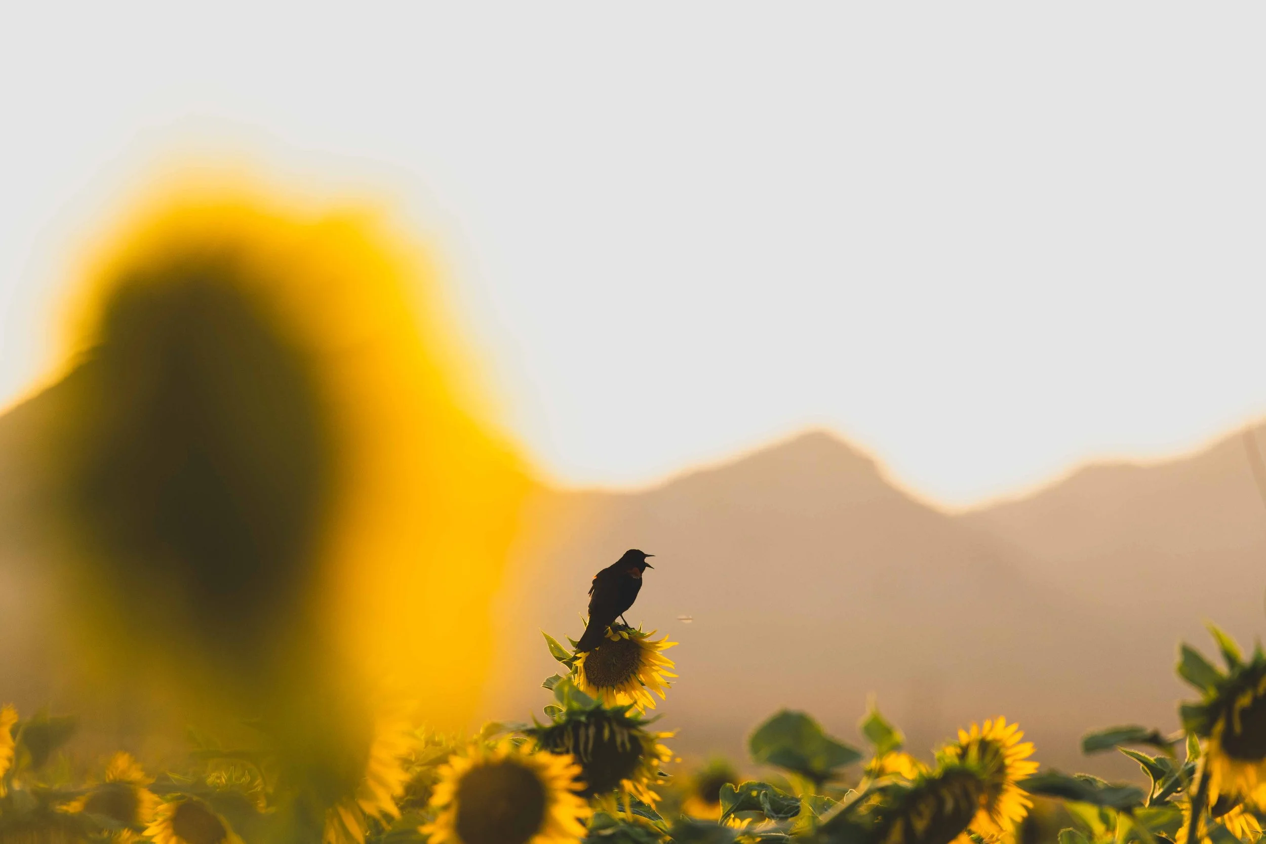 Flowers-17.jpg
