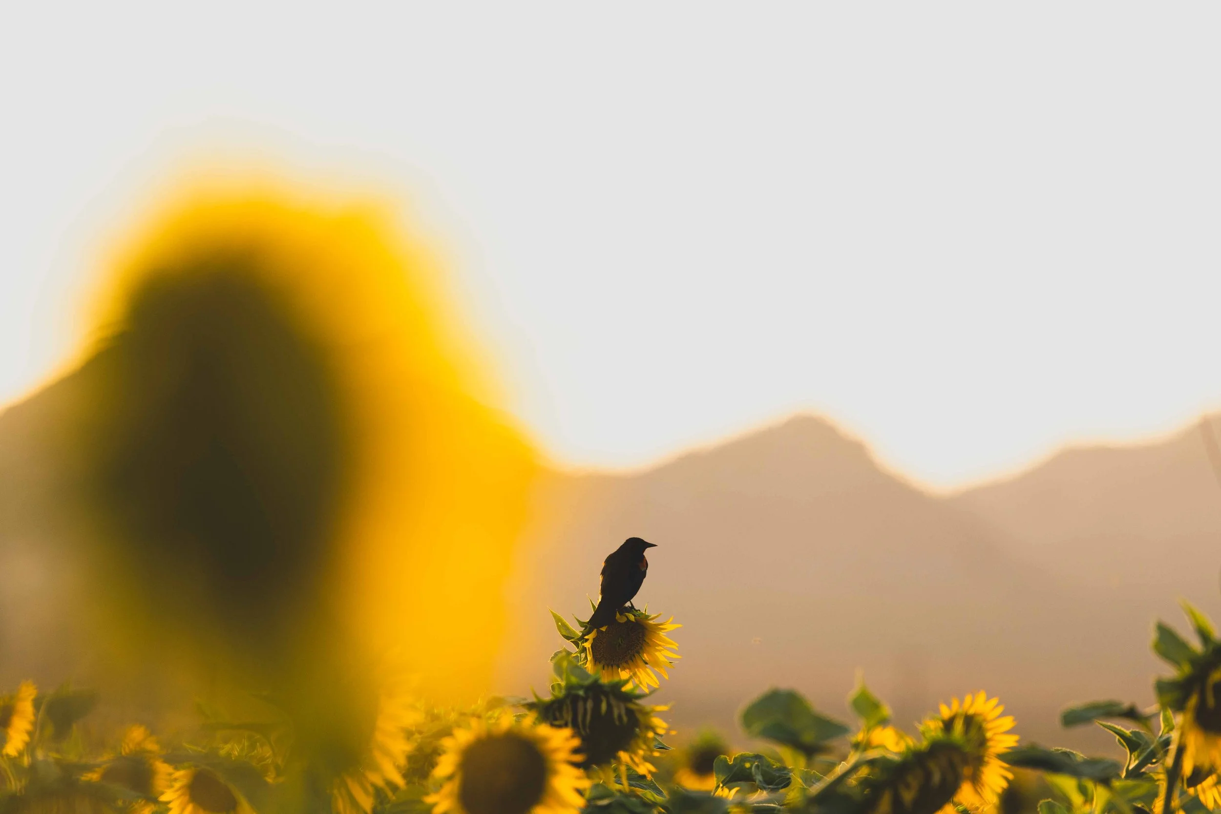 Flowers-16.jpg