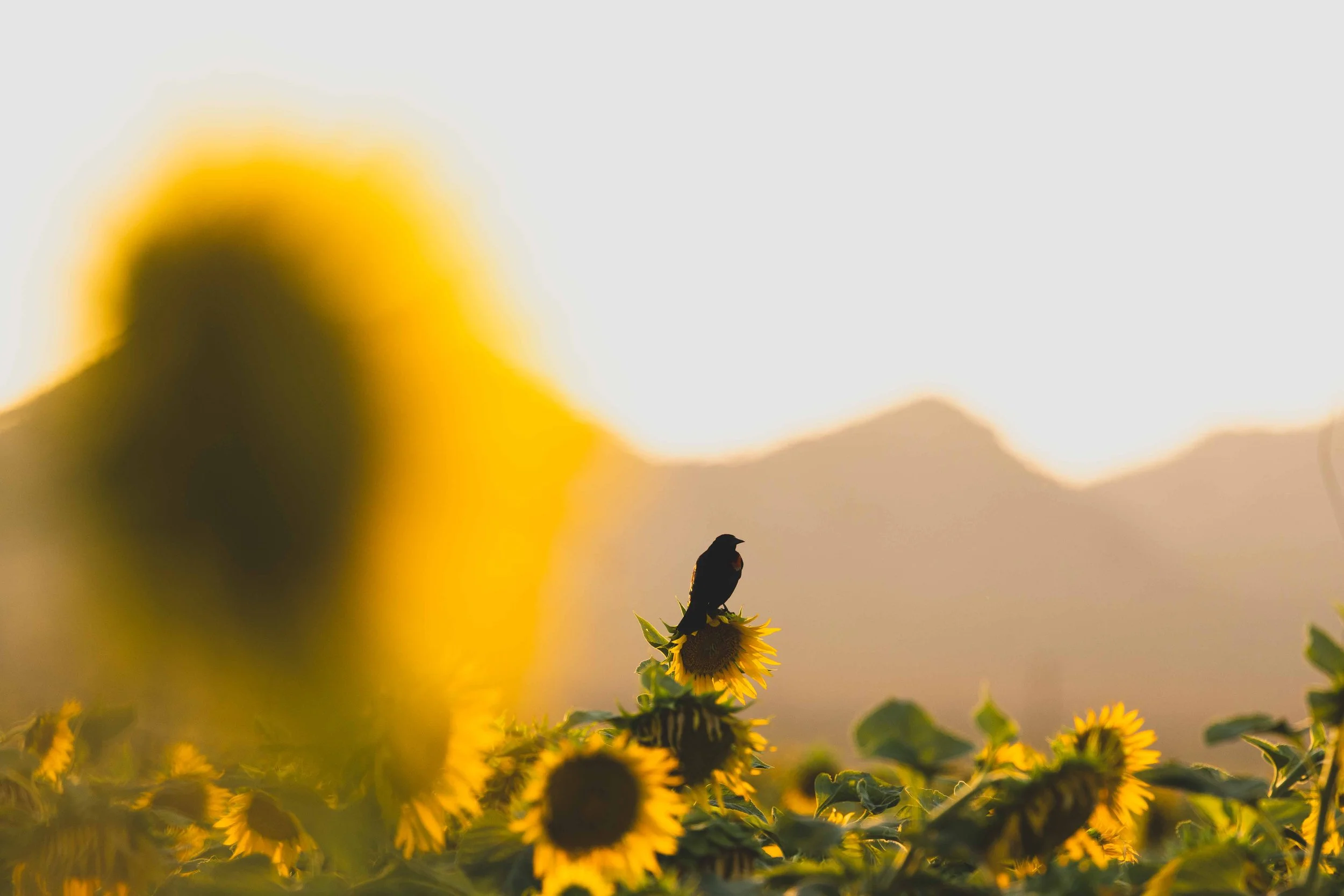 Flowers-15.jpg