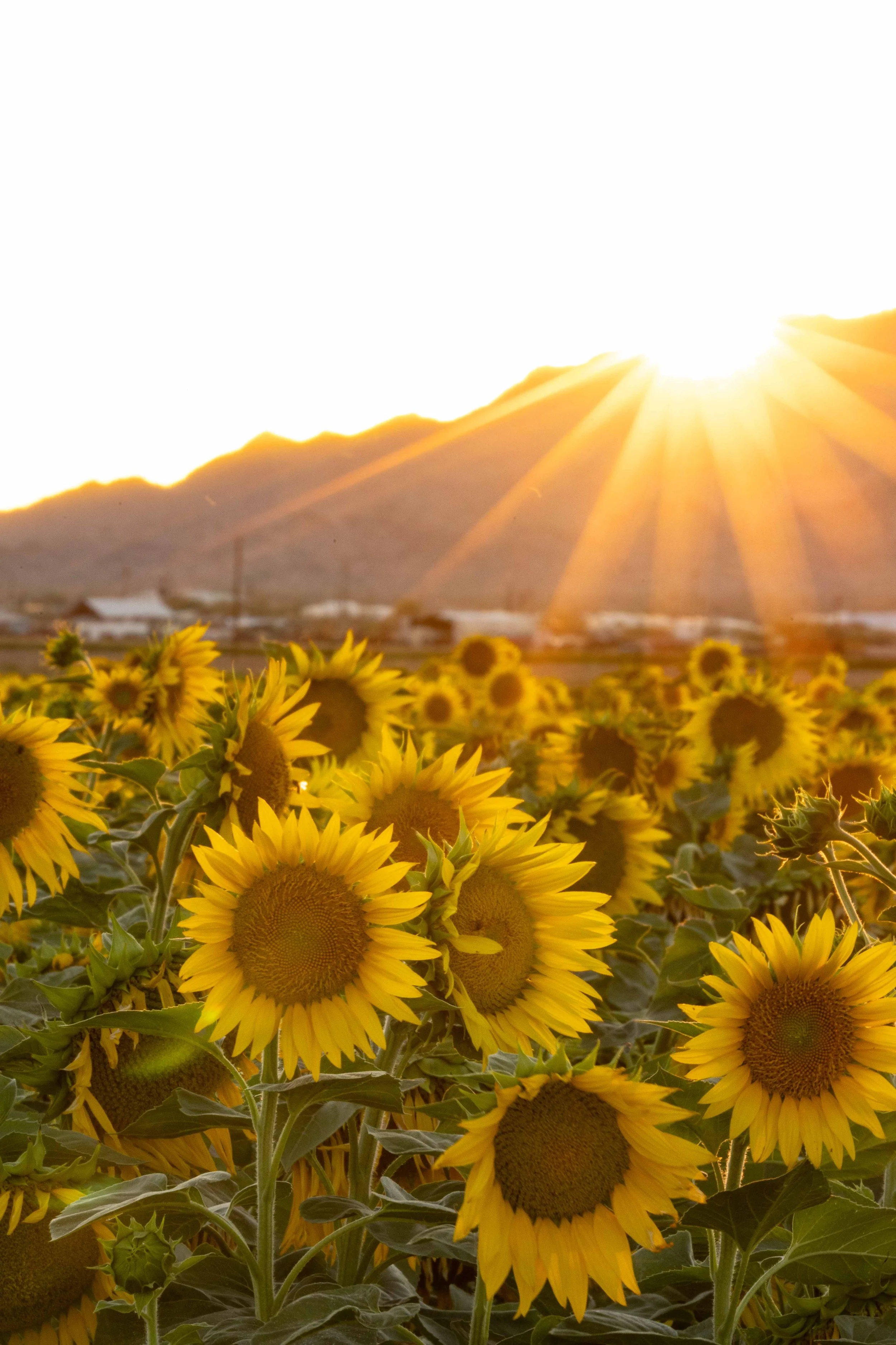 Flowers-7.jpg