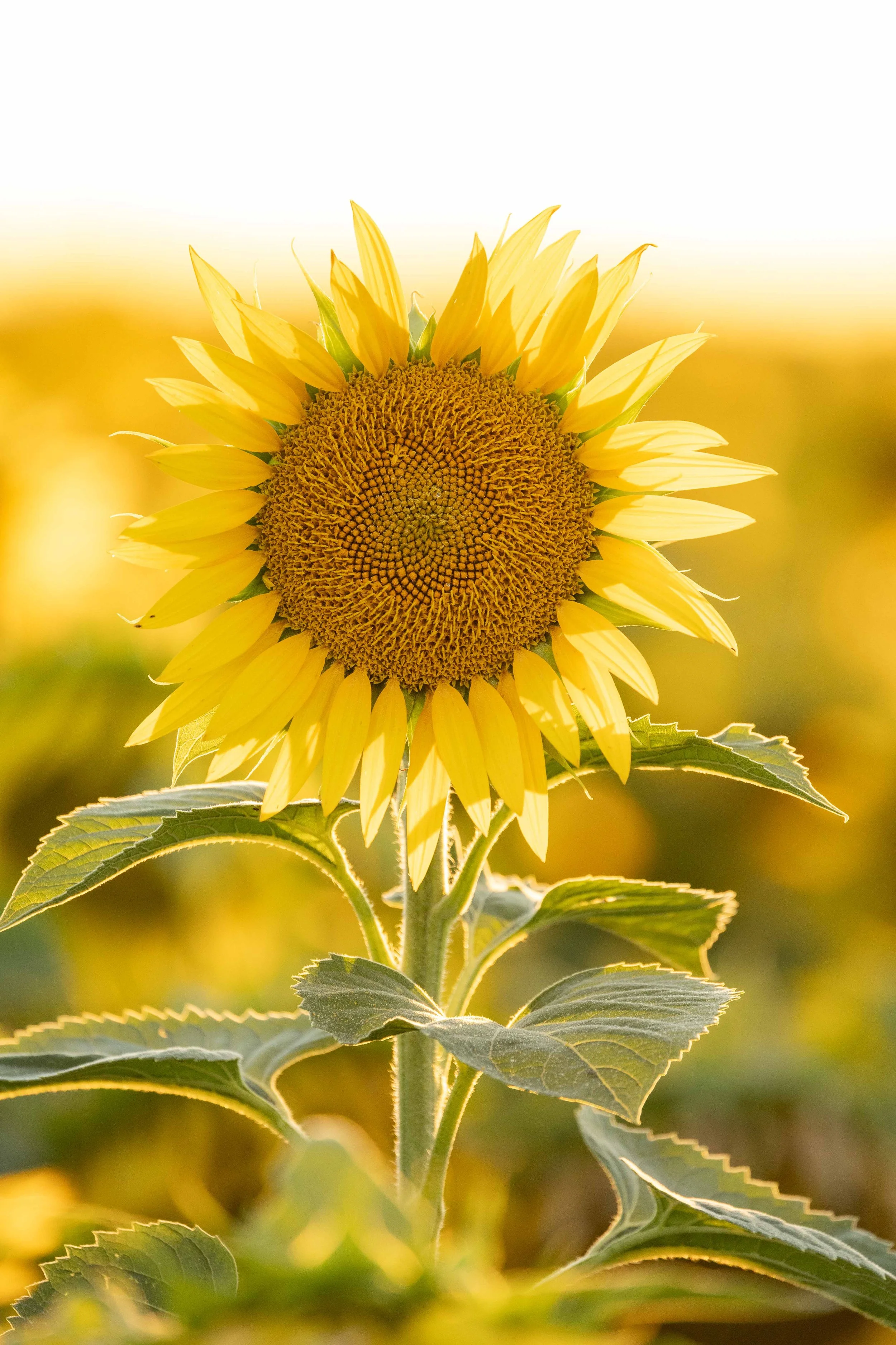 Flowers-4.jpg