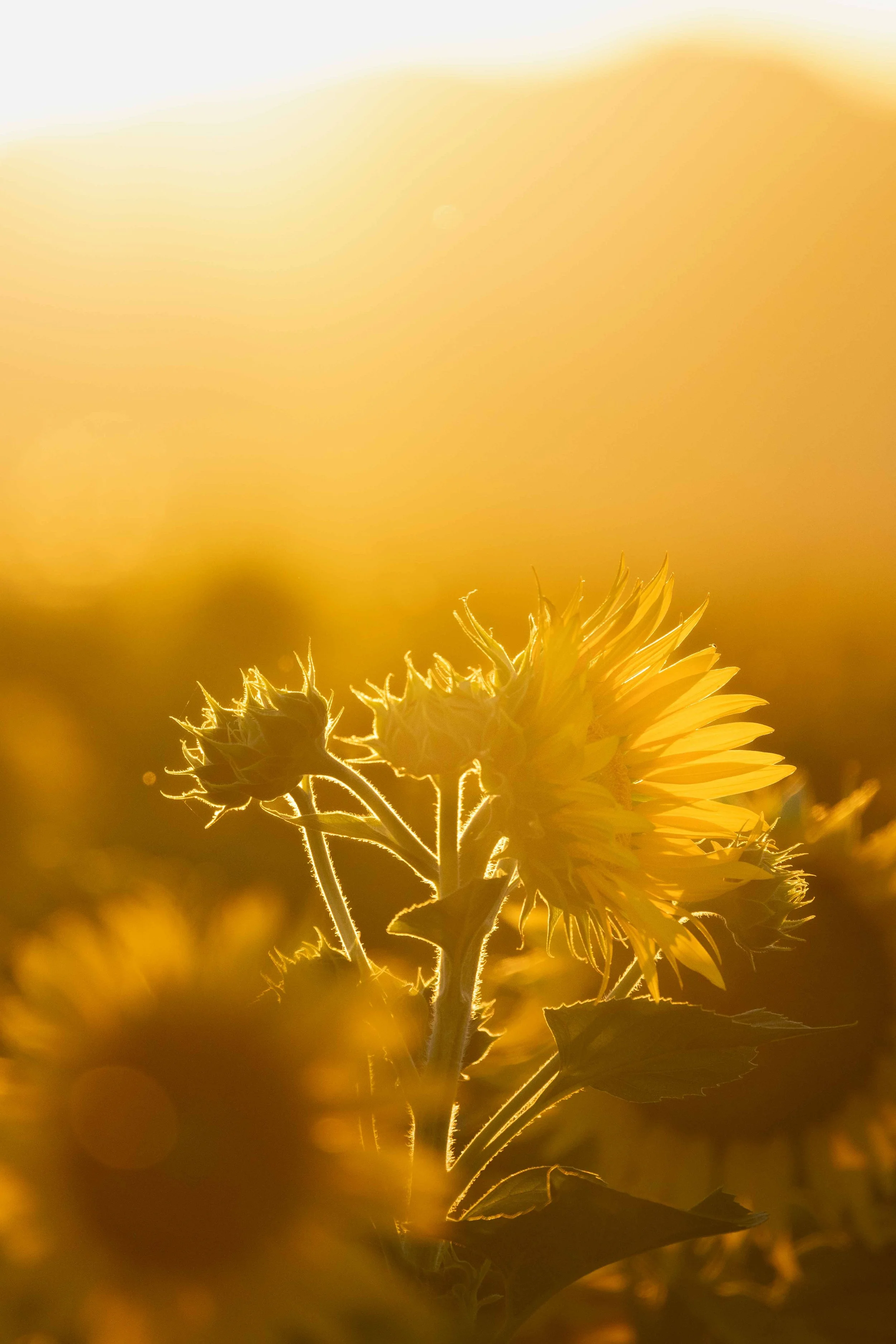 Flowers-5.jpg