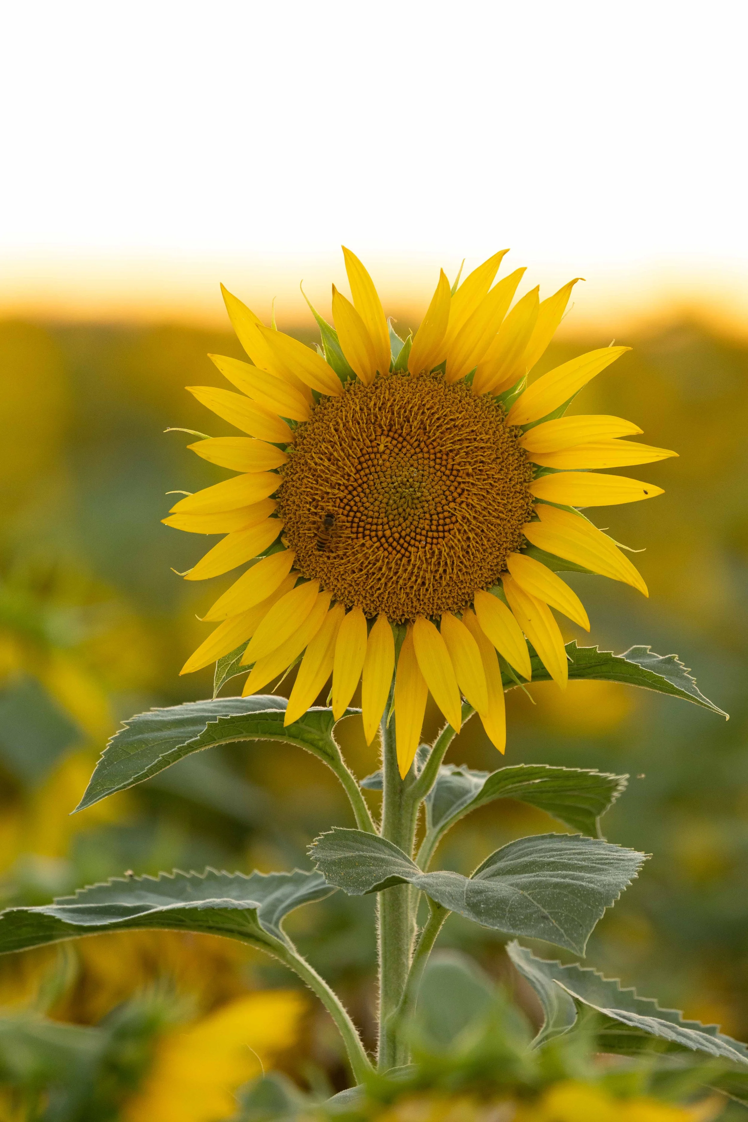 Flowers-8.jpg