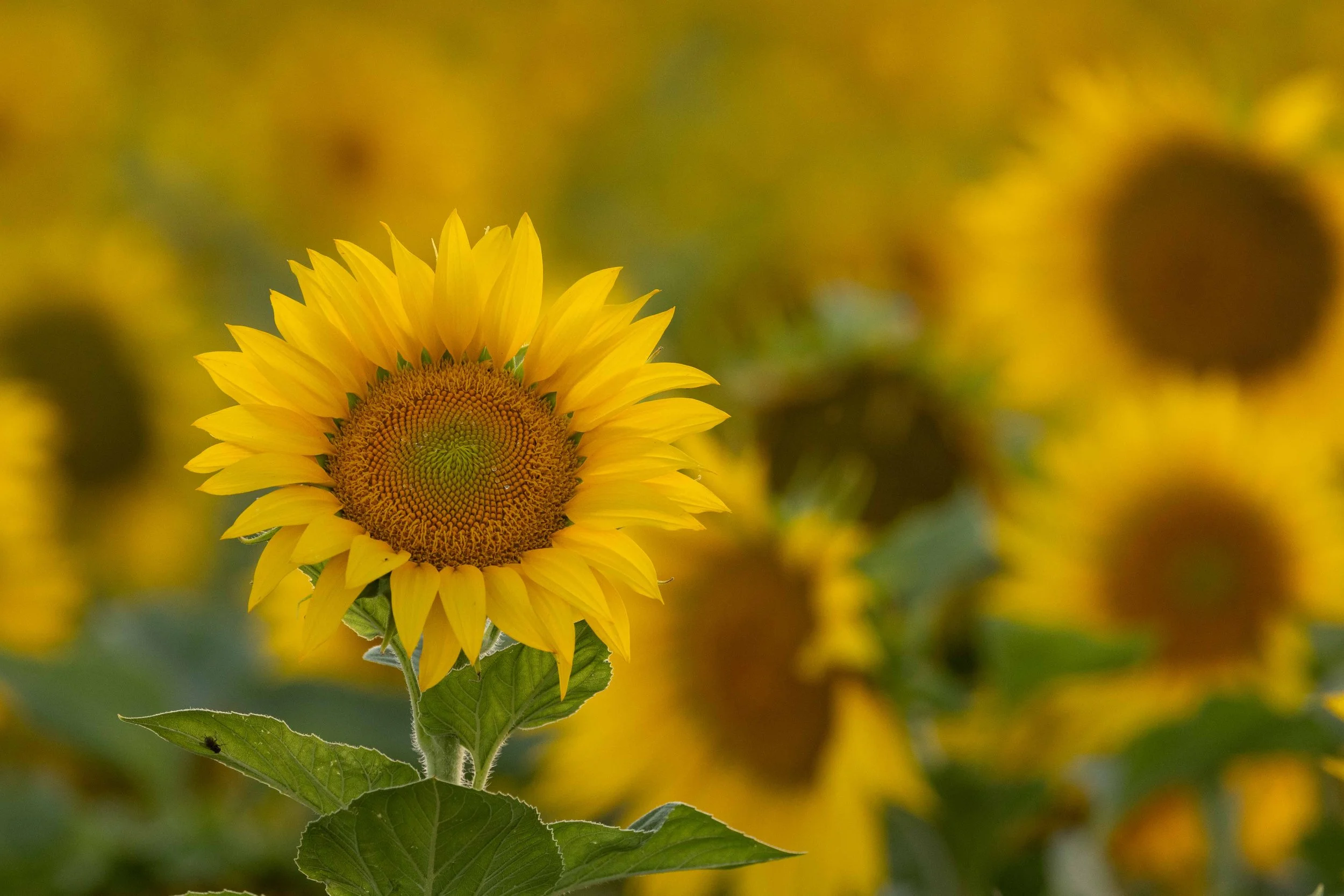 Flowers-9.jpg