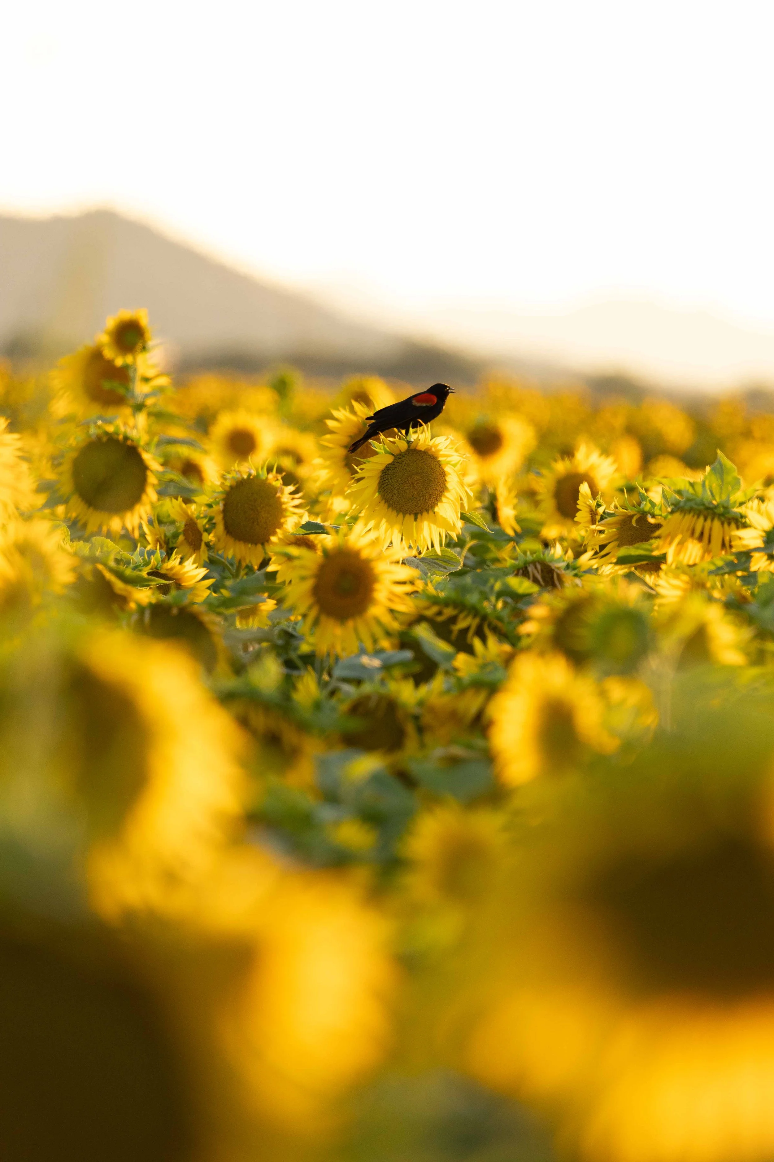 Flowers-3.jpg