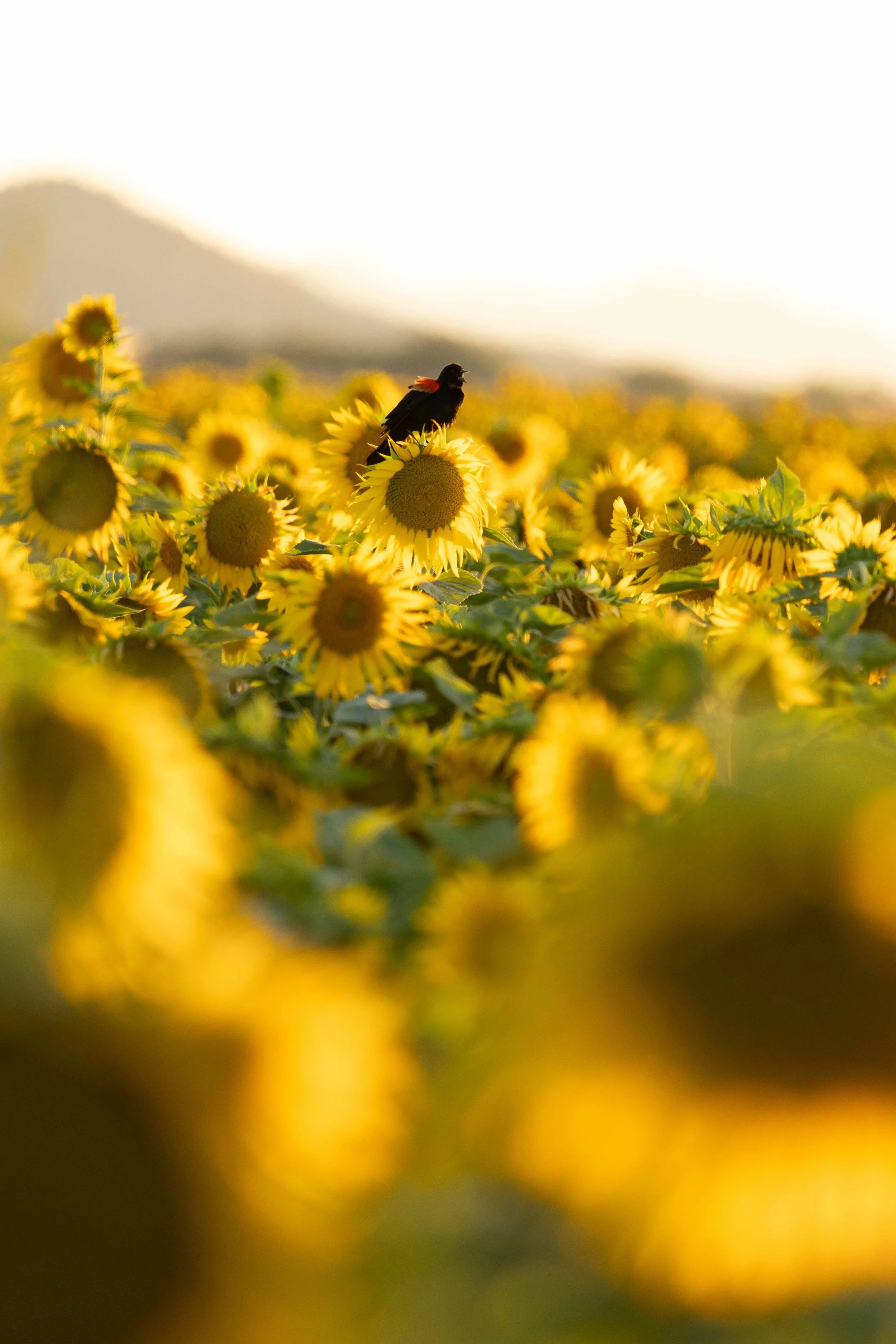 Flowers-2.jpg
