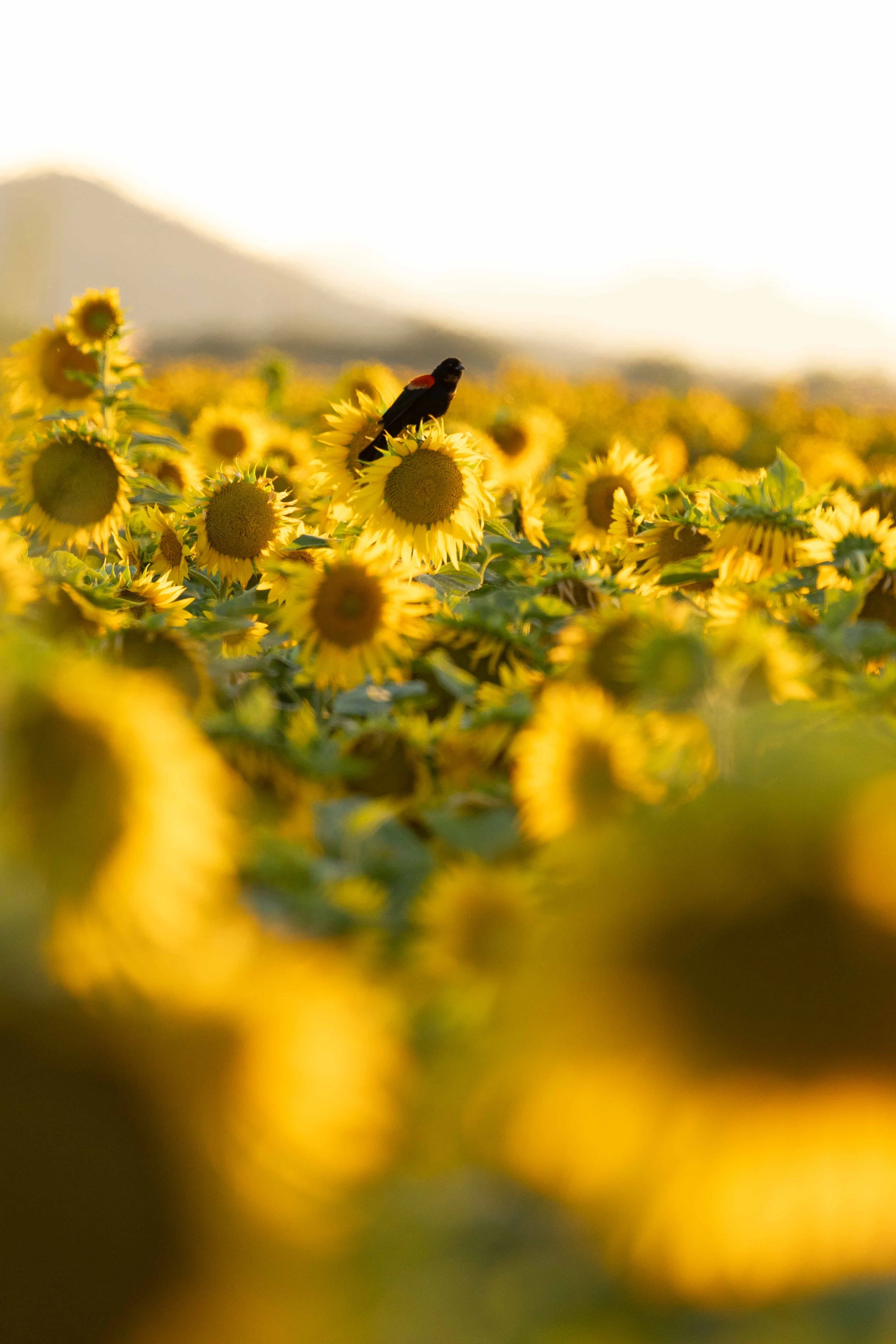 Flowers-1.jpg
