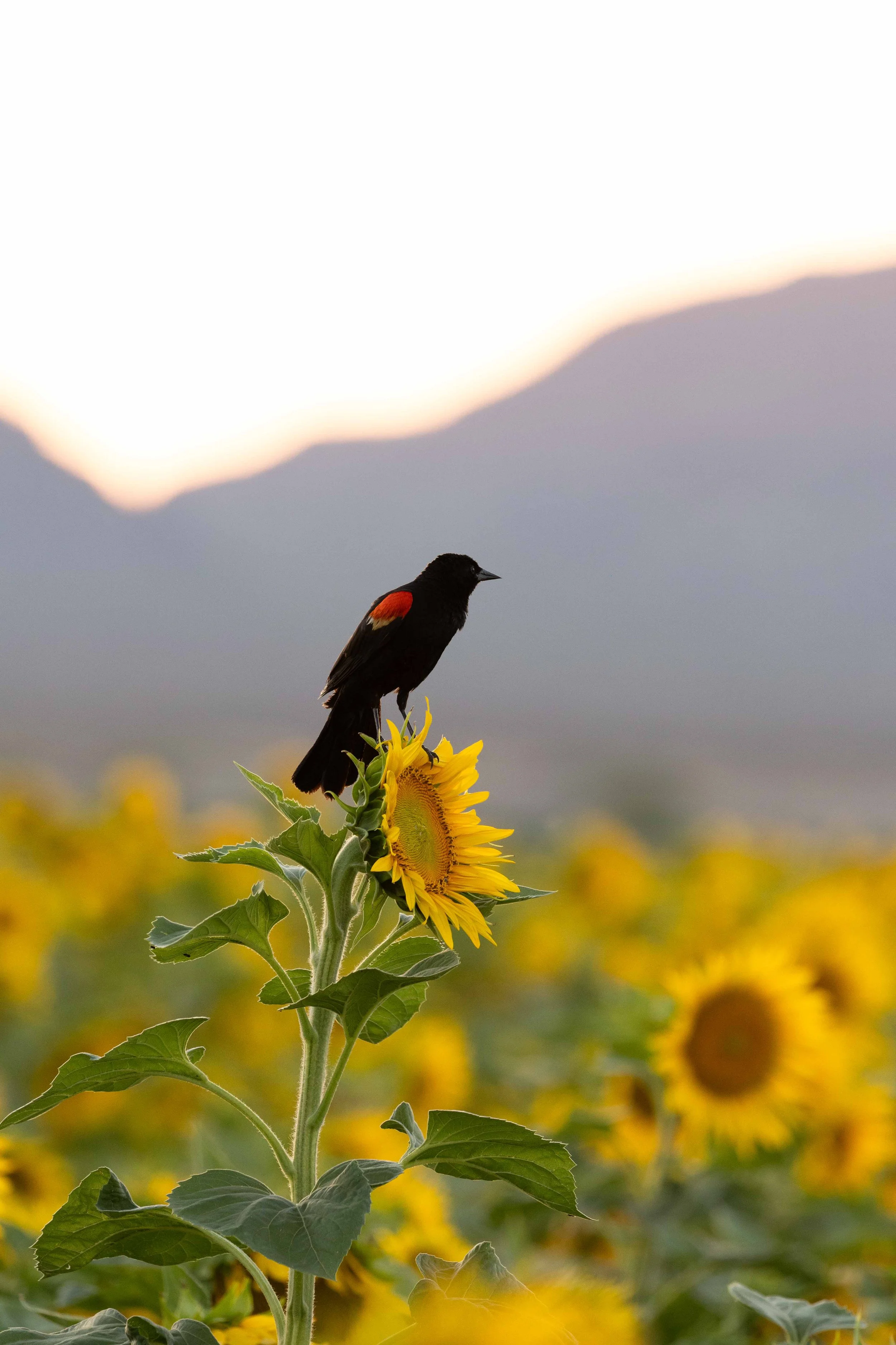 Flowers-10.jpg