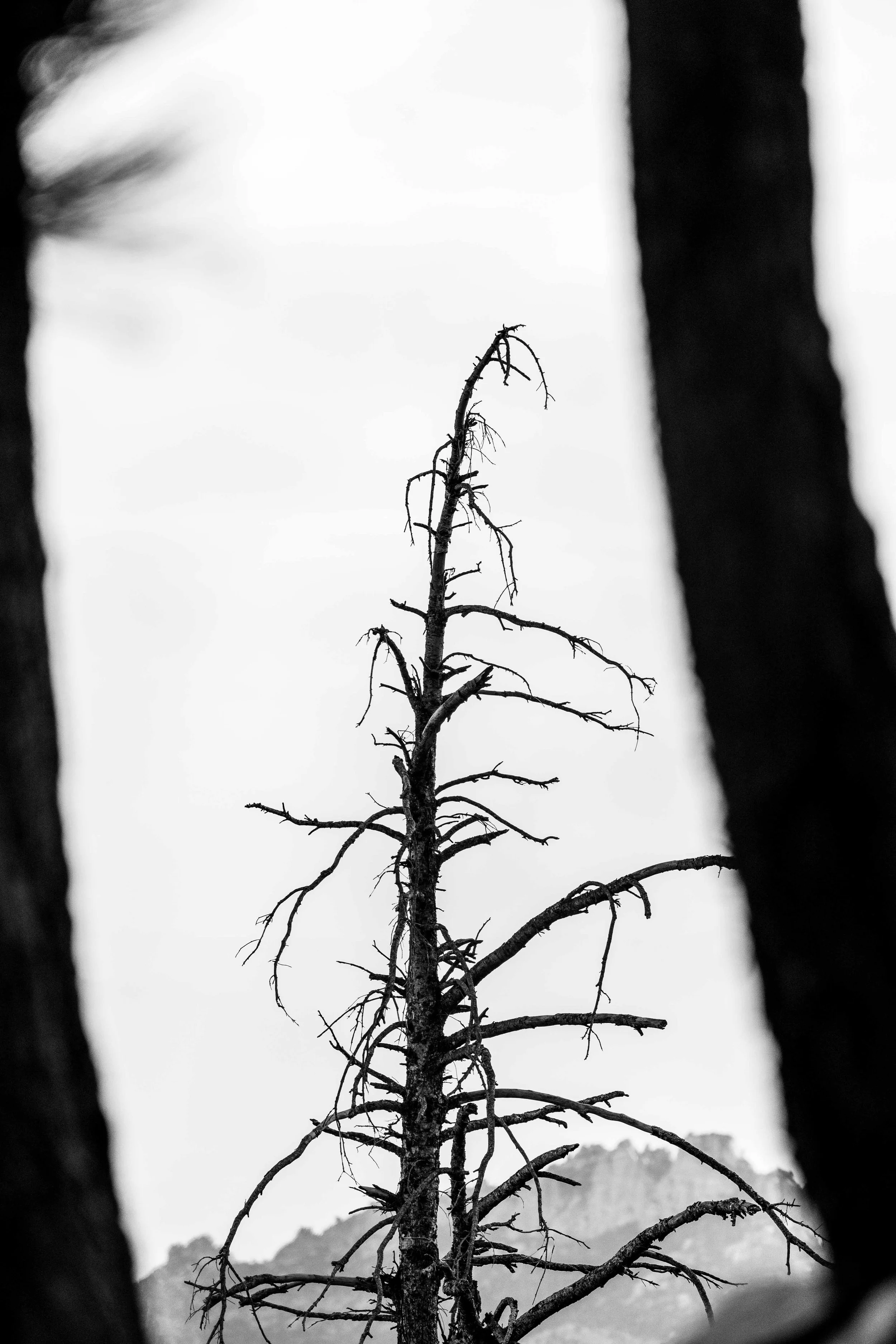 Pot430-5.jpg