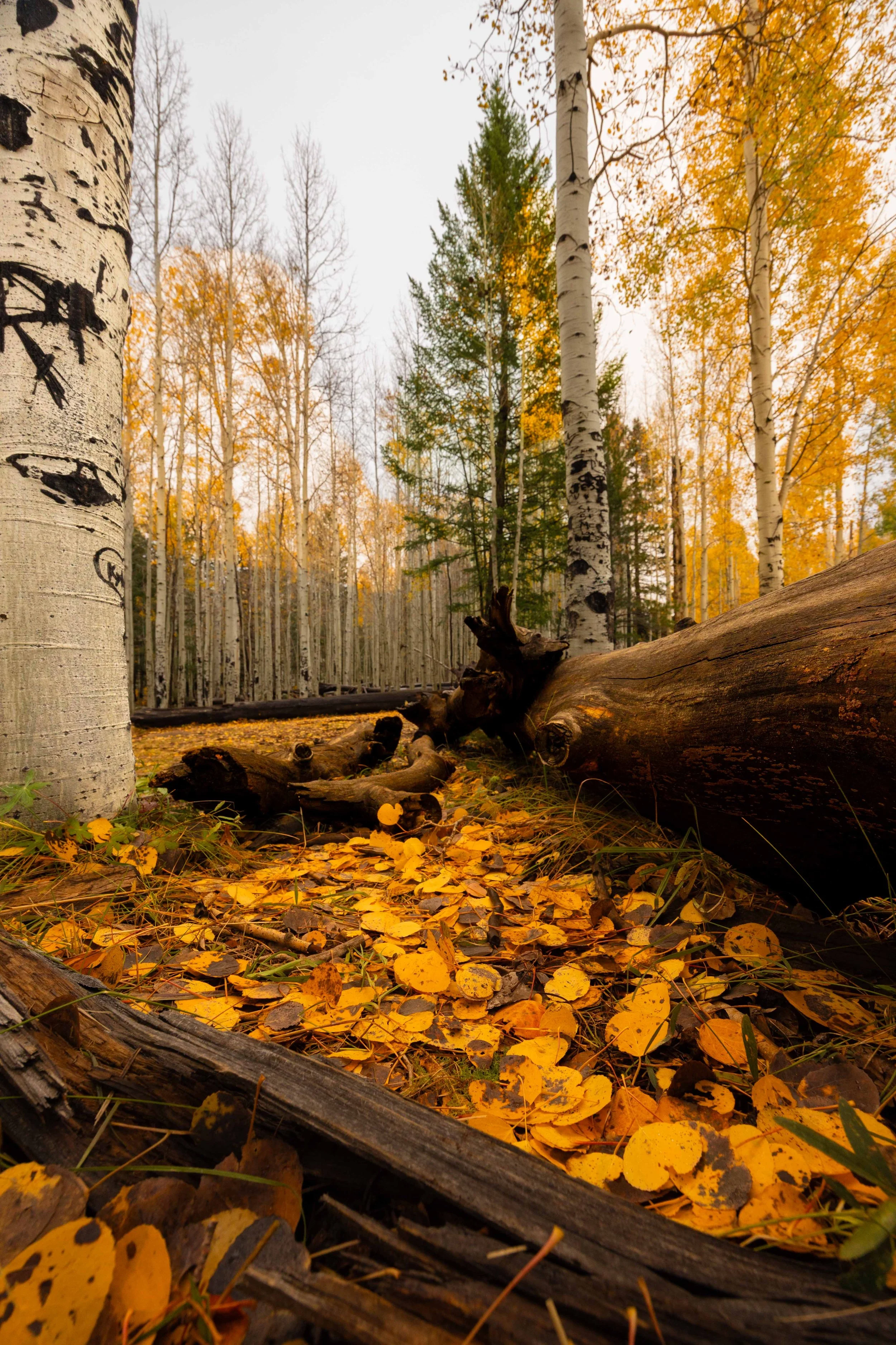 Where Autumn Comes to Rest.jpg