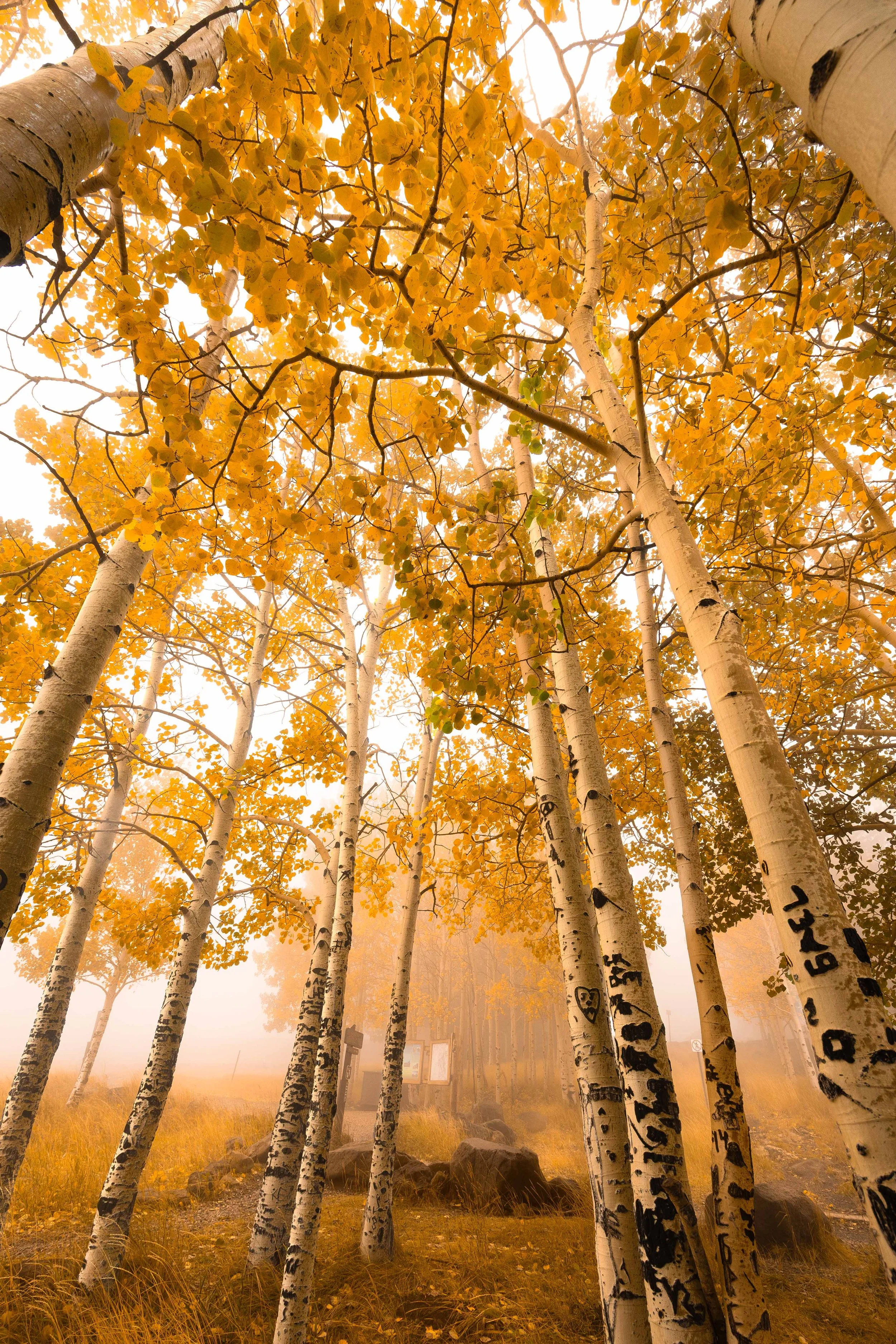 Aspen Corner.jpg