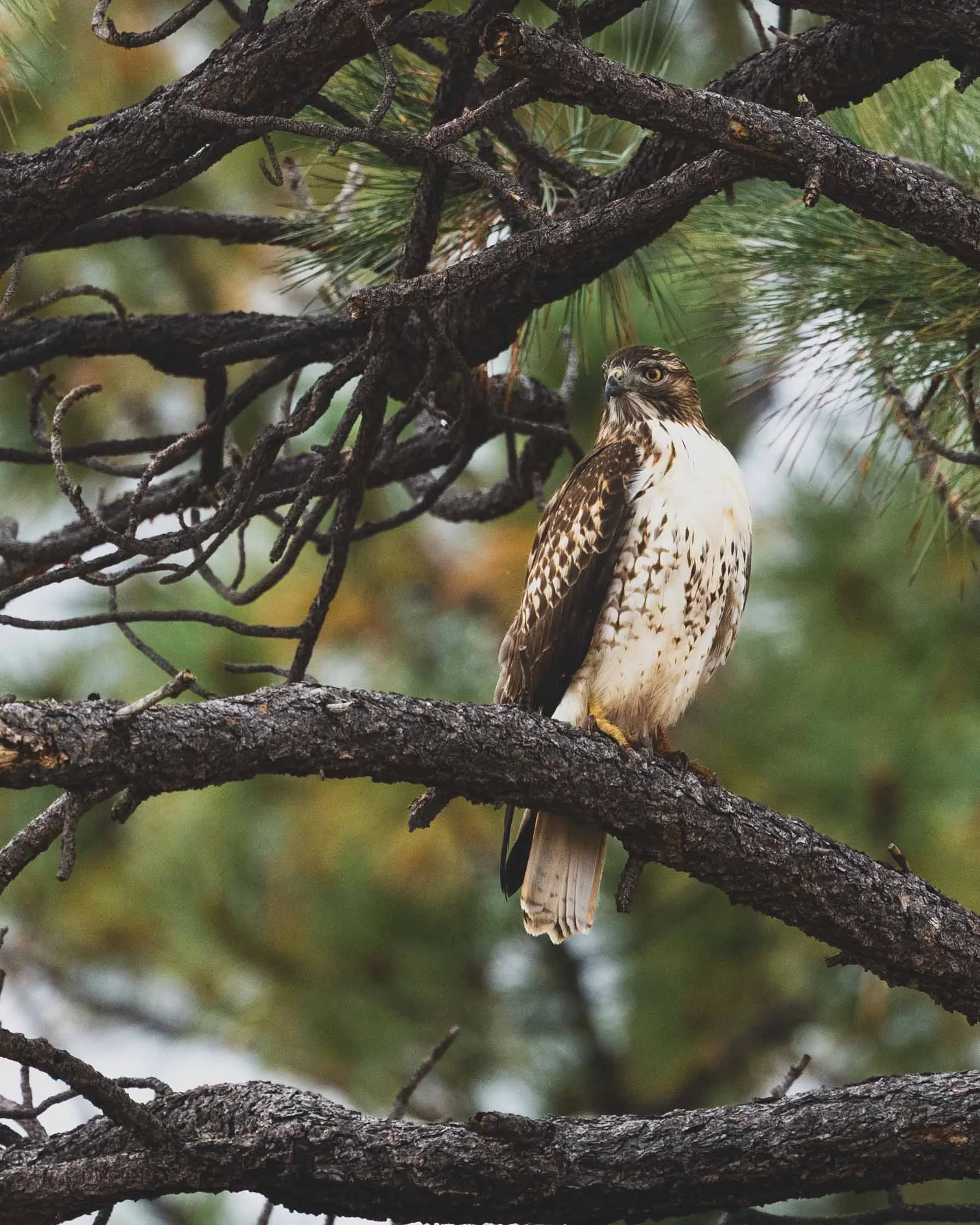 Sentinel of the Pines.jpg