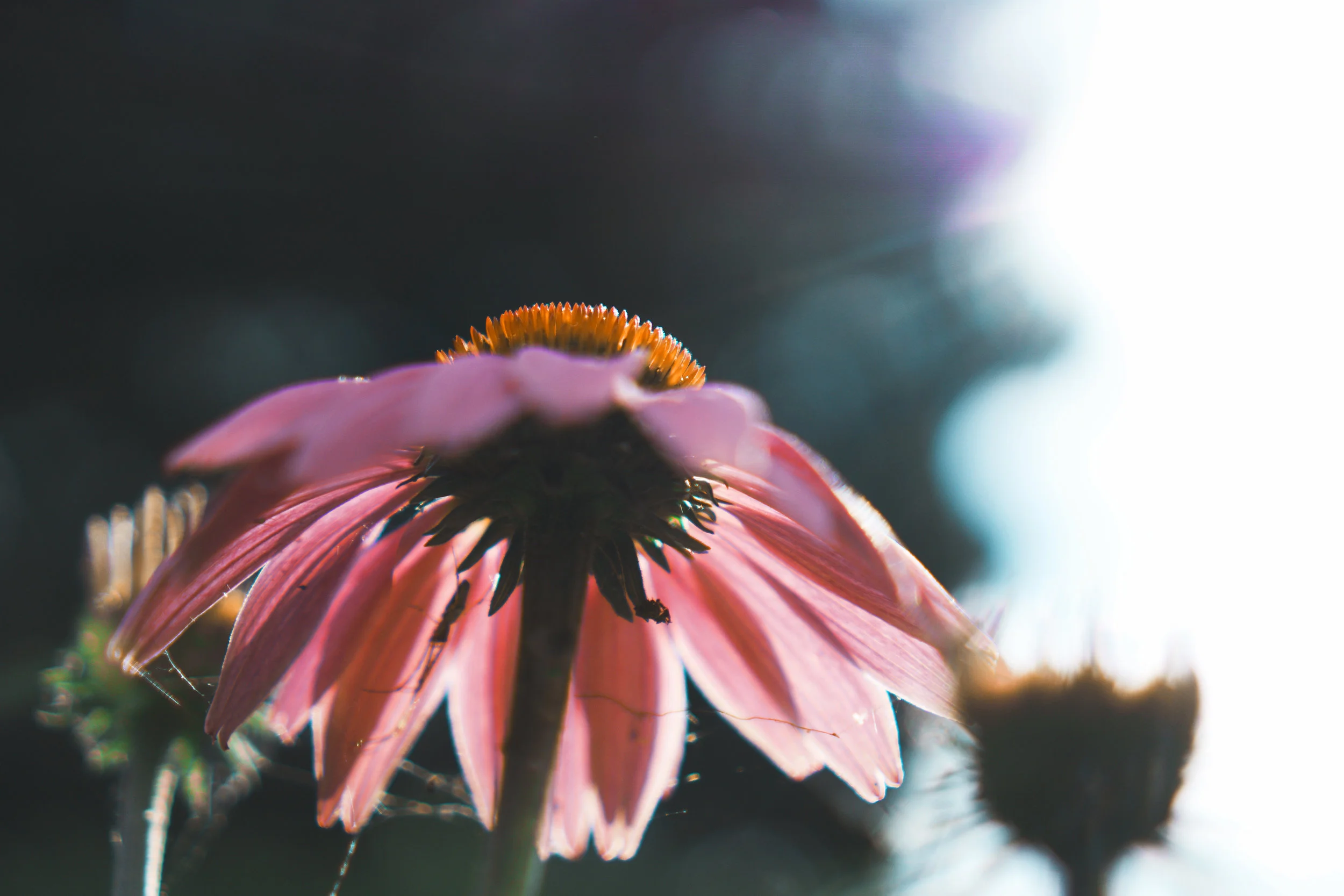 In Full Bloom Therapie Coaching