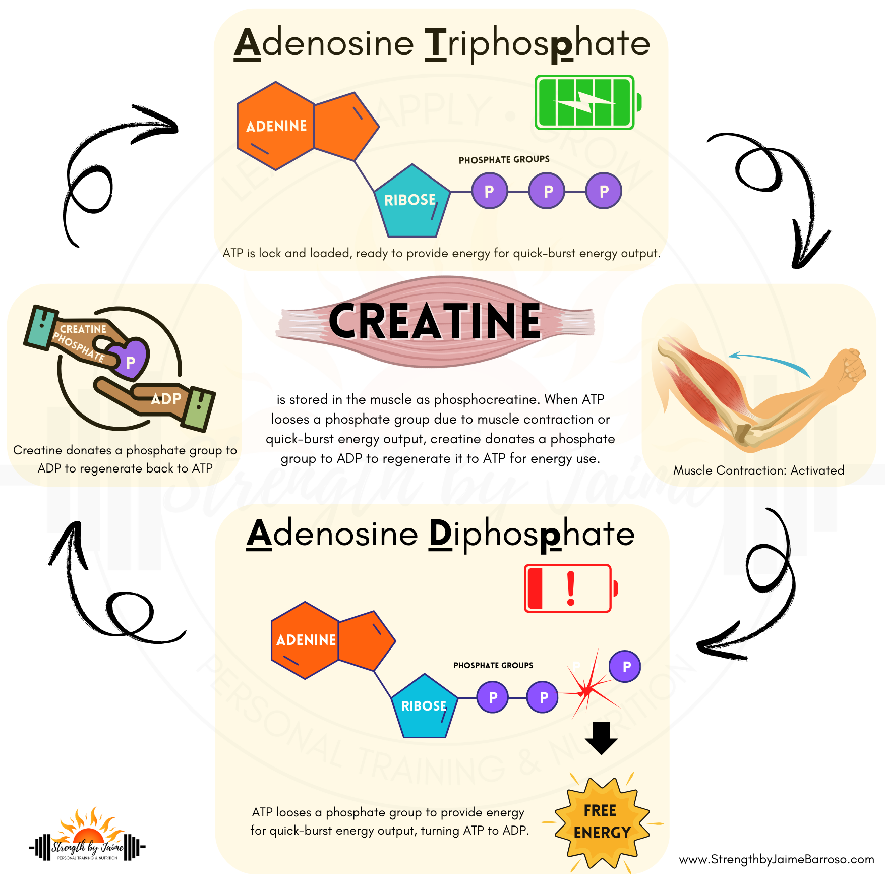 Creatine For Women: Should You Take It? — Strength by Jaime Barroso