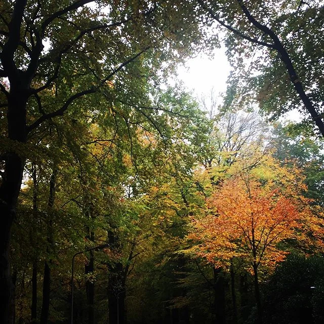 Walking to meetings in Autumn  #musicjournalist  #writinglife  #newadventuresinNetherlands #ancestors