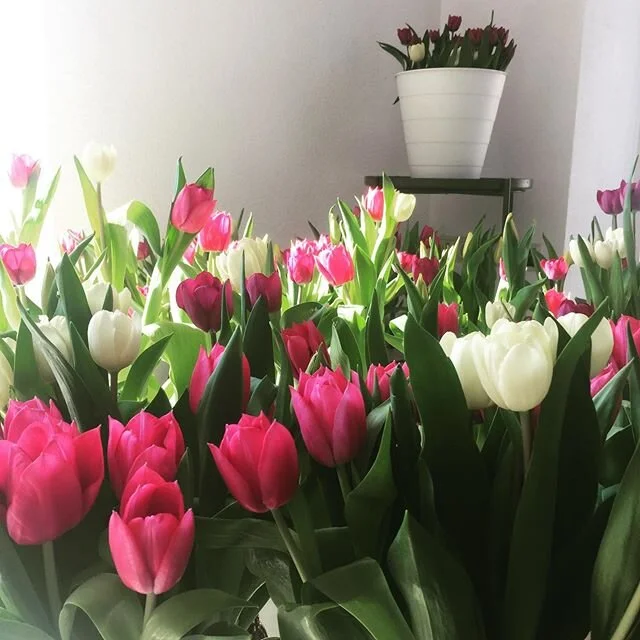 A field of tulips in my little huisje. Grateful to @jamiellag for this rare experience that also helps tulip producers. #lieverdanlief @bolt.amsterdam.tulips