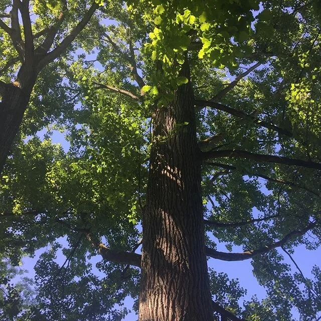 Magic faraway tree 
#saturdaycycling 
#loveourneighborhood