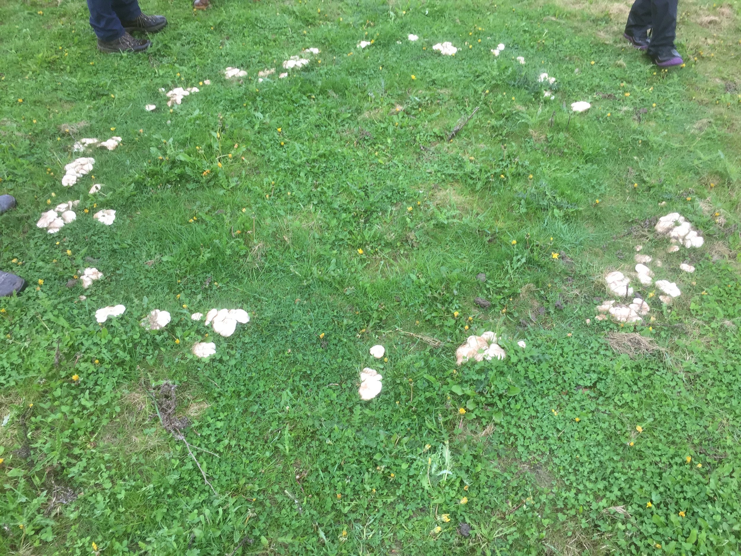 A "fairy ring" of fungi