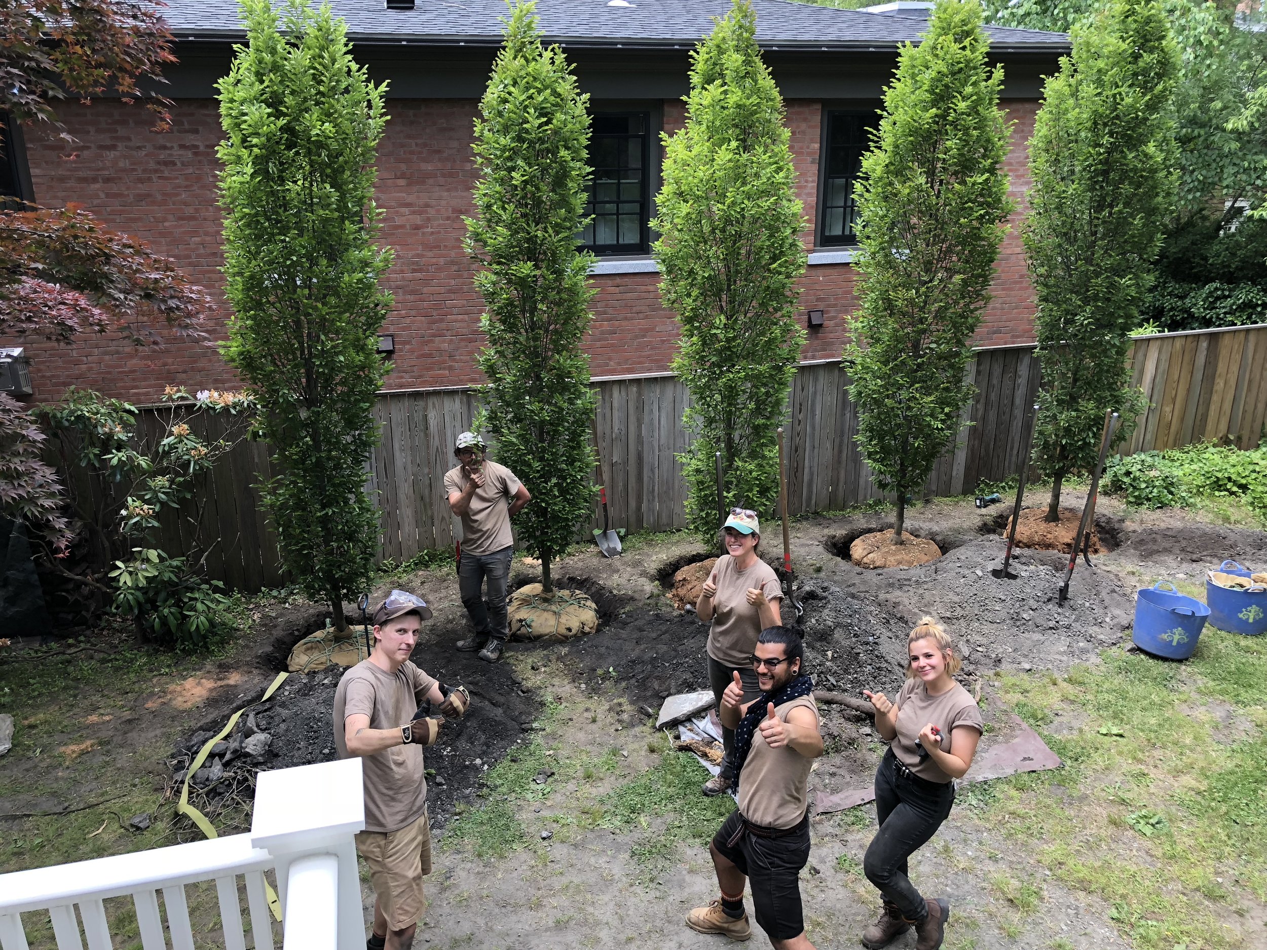   Providence RI  - Fastigiate Hornbeam screening 