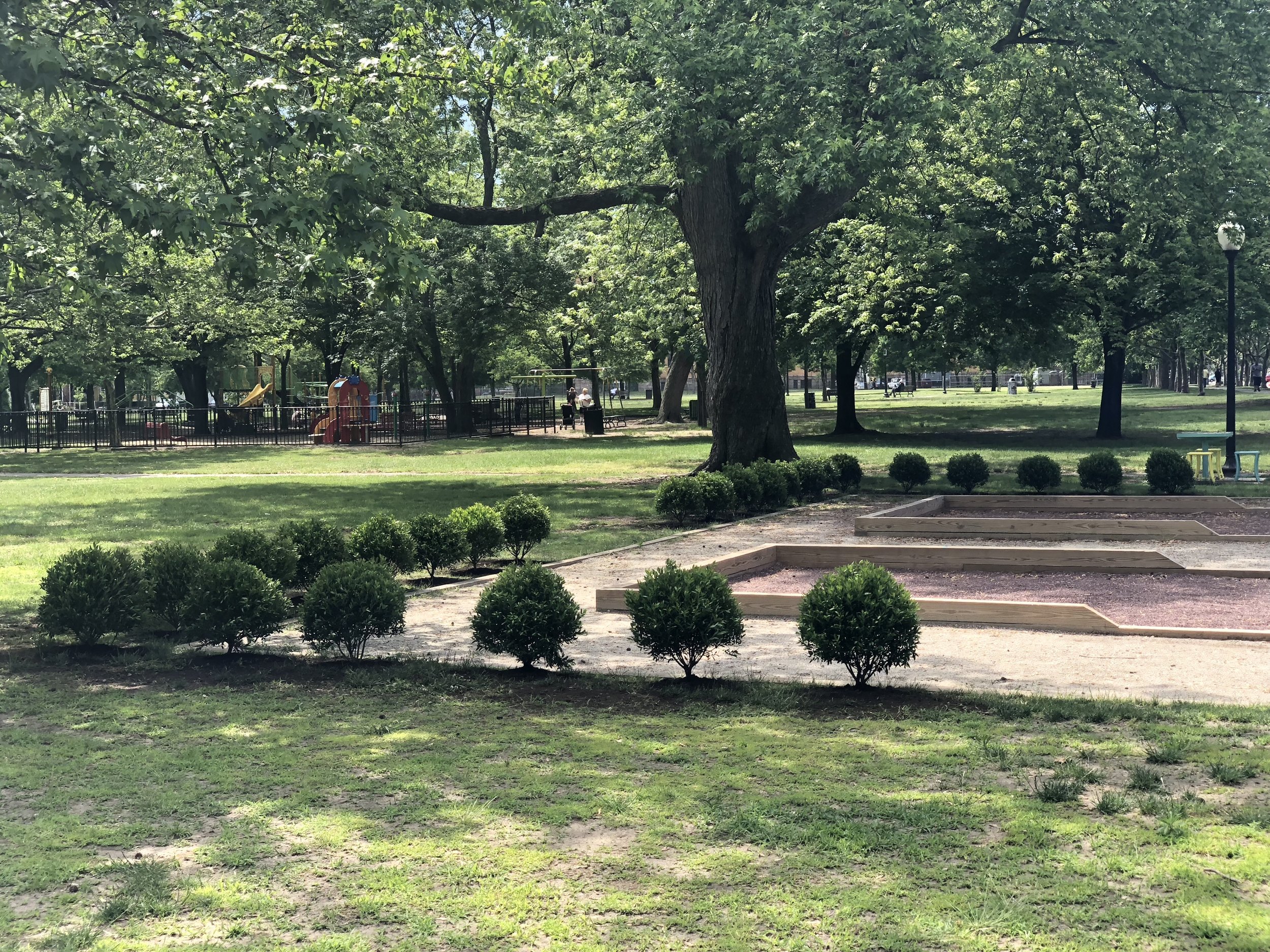   Armory Park Providence  - Ilex glabra planting. Design by Helen Bush Sittler 