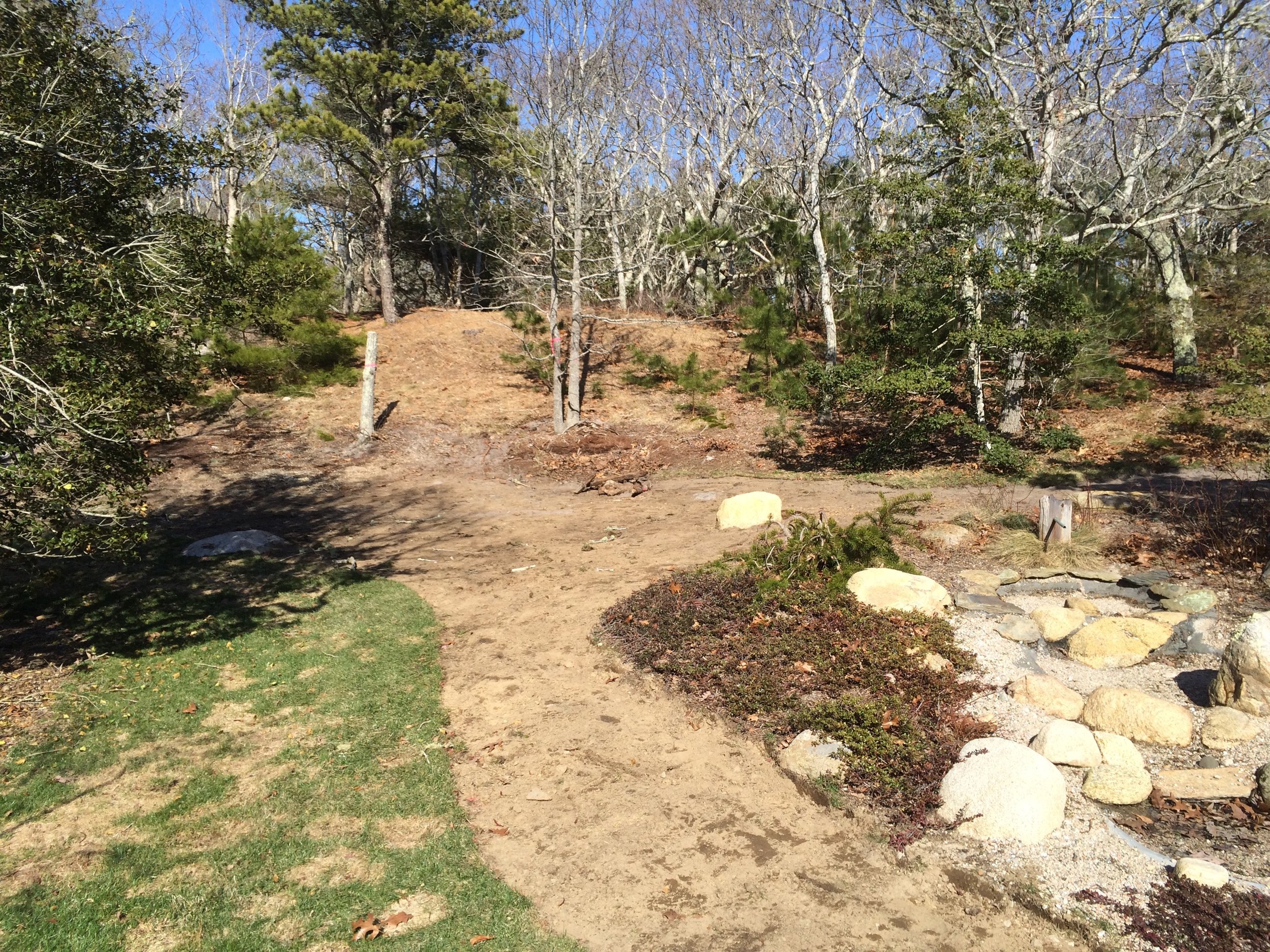   Cape Cod  - Progress picture of naturalization process. Removing gratuitous lawn to introduce natives back to property. 