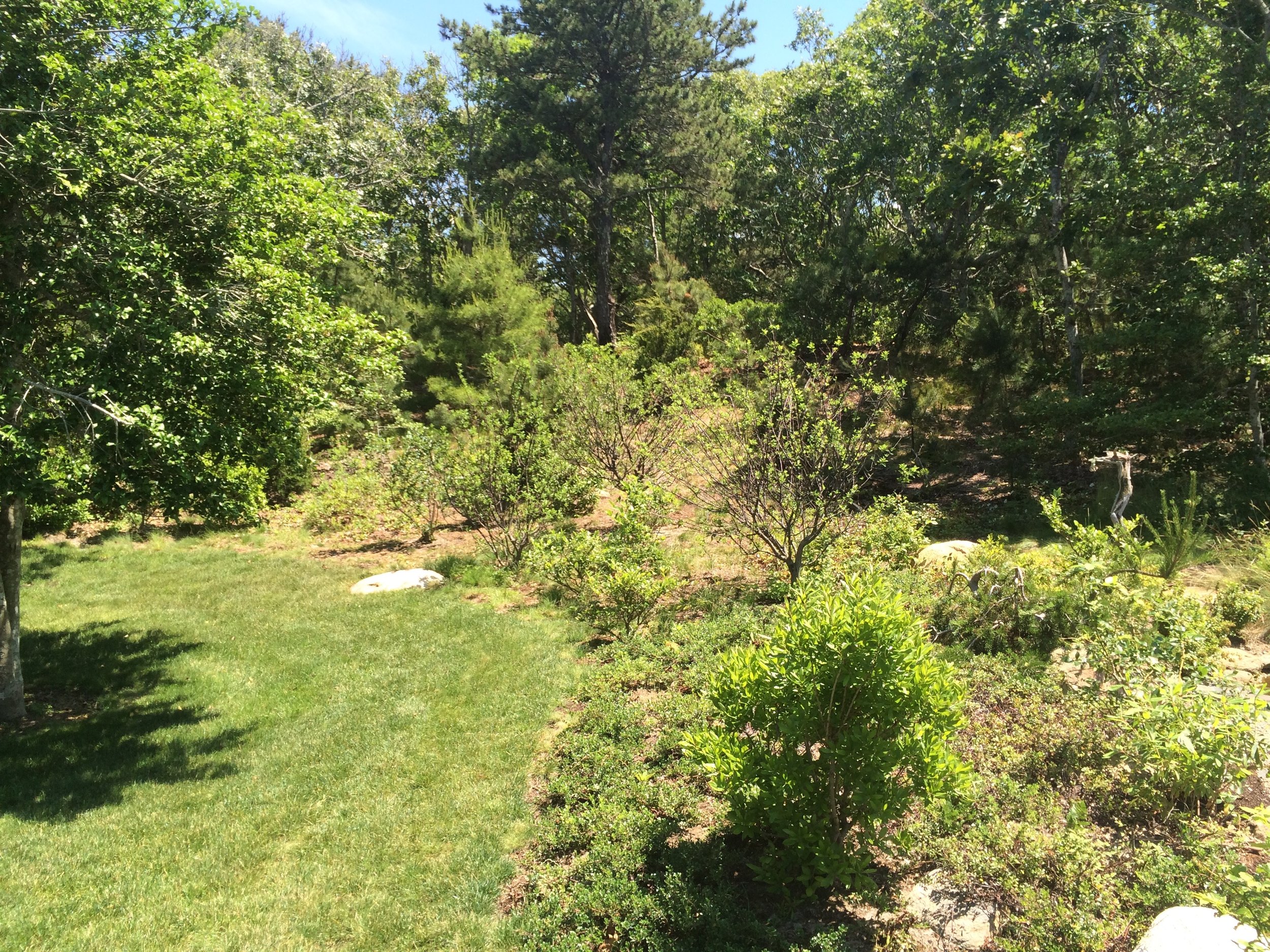   Cape Cod  - Completed naturalization process. Removing gratuitous lawn to introduce natives back to property. 