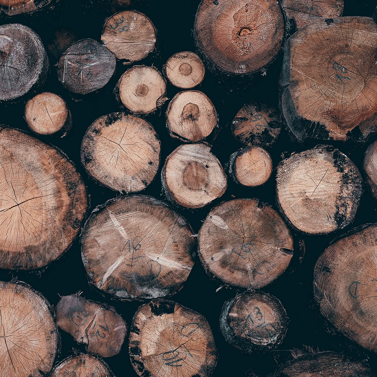 forestry-2sm.jpg